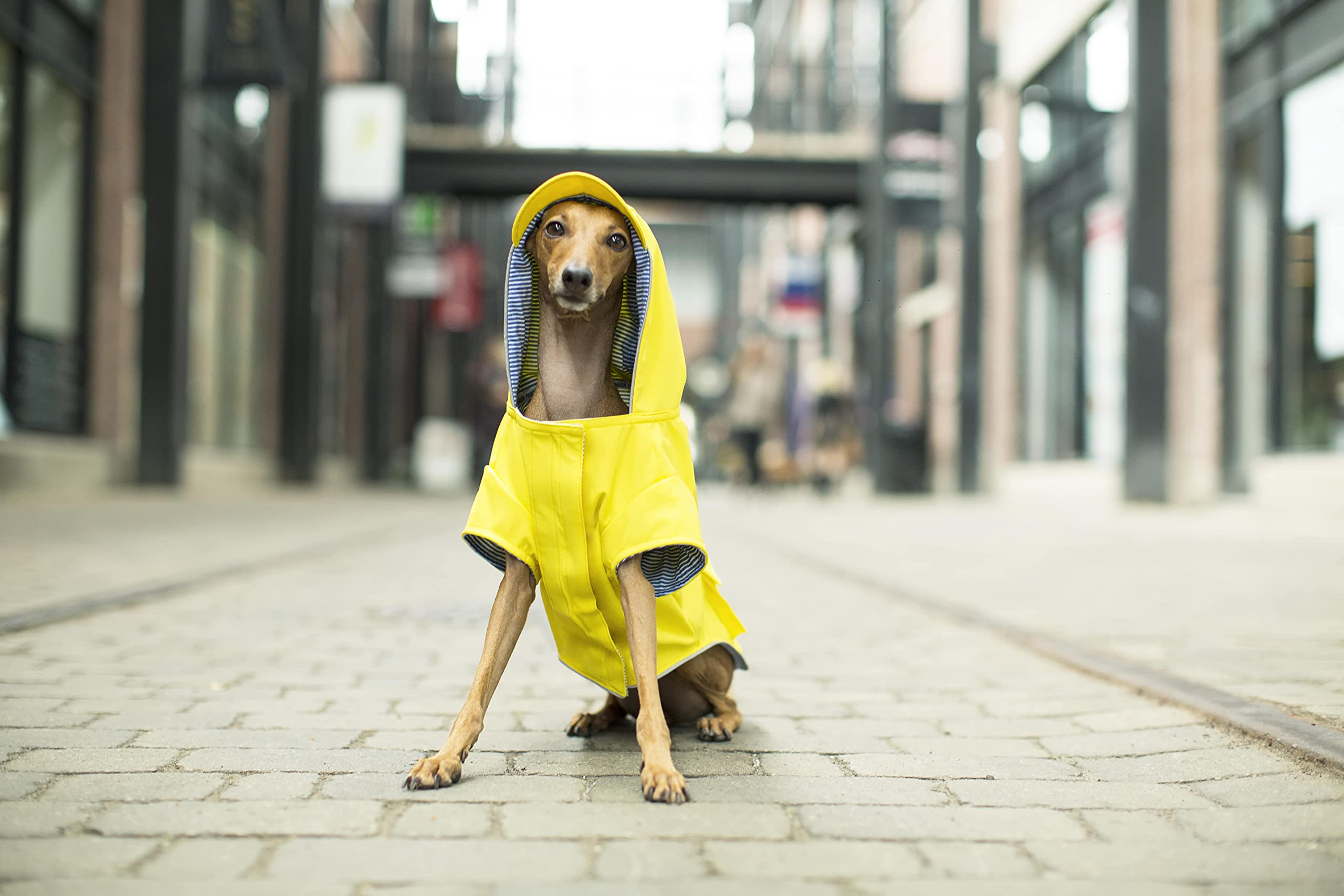 Canada Pooch Yellow Dog Torrential Tracker, X-Small