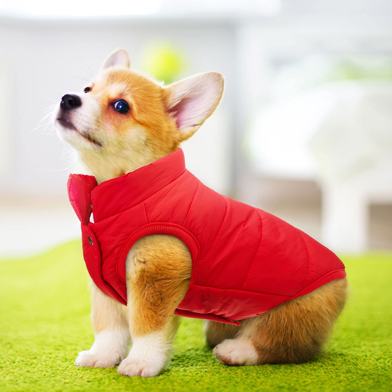 Syhood 2 Pieces Dog Jacket 2 Layers Fleece Lined Dog Jacket Warm Soft Windproof Small Pet Coat For Winter Cold Weather(X-Large,N