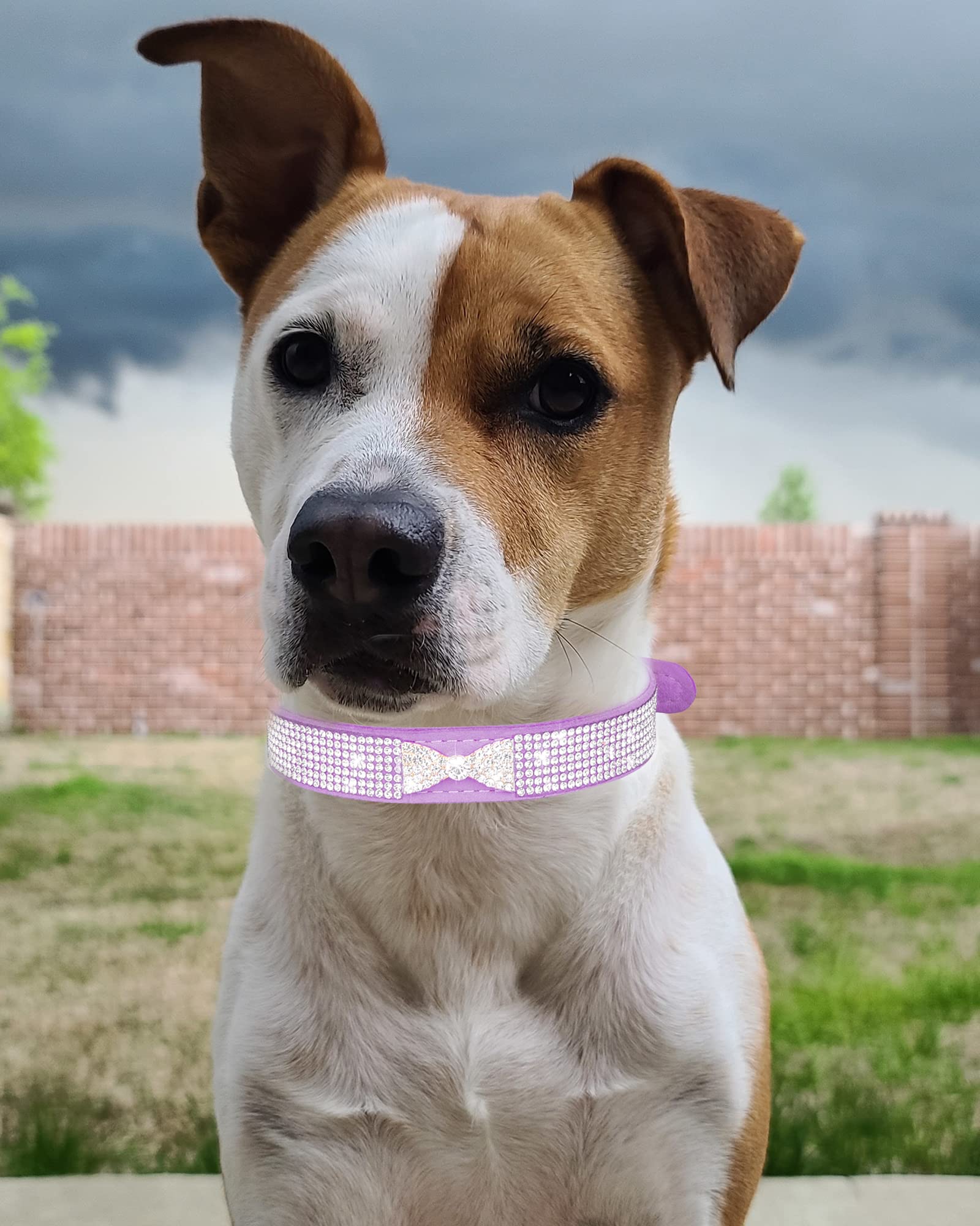 Bling Dog Collar For Small Medium Large Dogs, Crown Rhinestone Dog Collars For Girl And Boy Dog, Diamond Puppy Collars, Adjustab