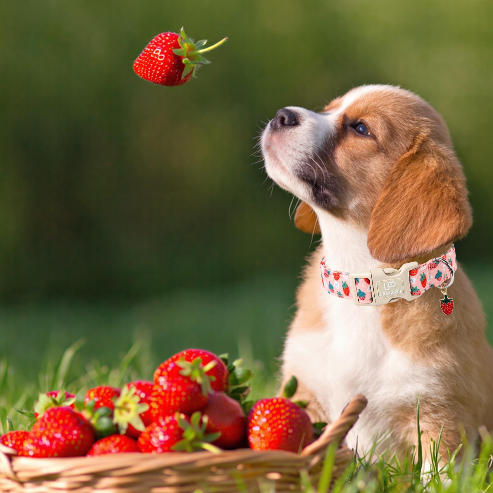Up Urara Pup Dog Collar-Summer Puppy Collars-Adjustable Strawberry Pet Collar For Small,Medium,Large Dogs-Durable & Cute Design