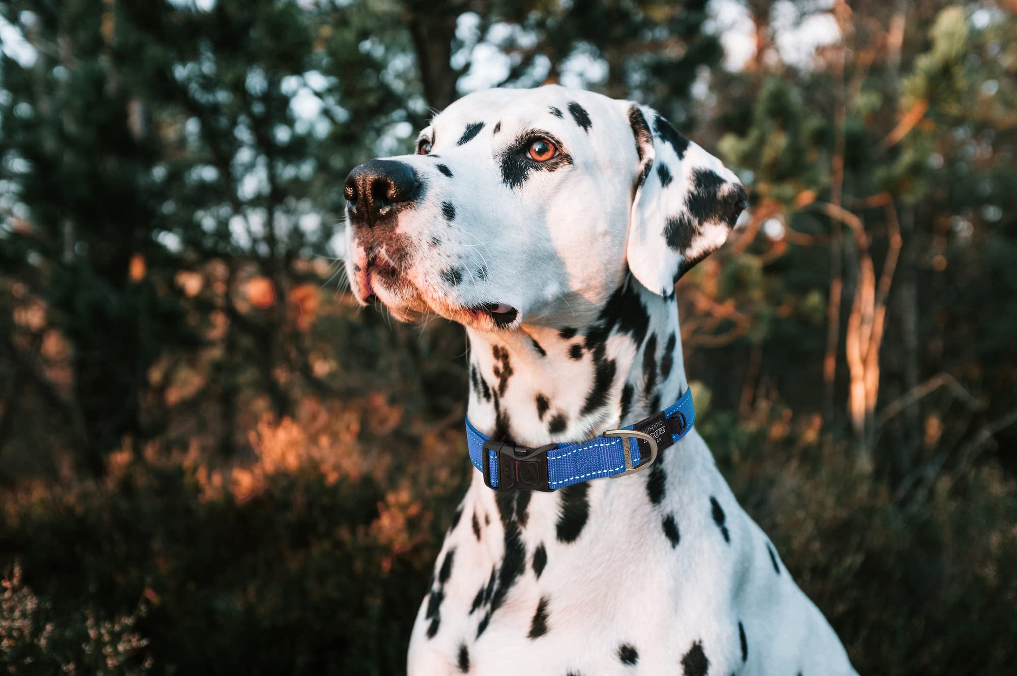 Reflective Dog Collar For Large Dogs, Adjustable From 13-22 Inches, Blue