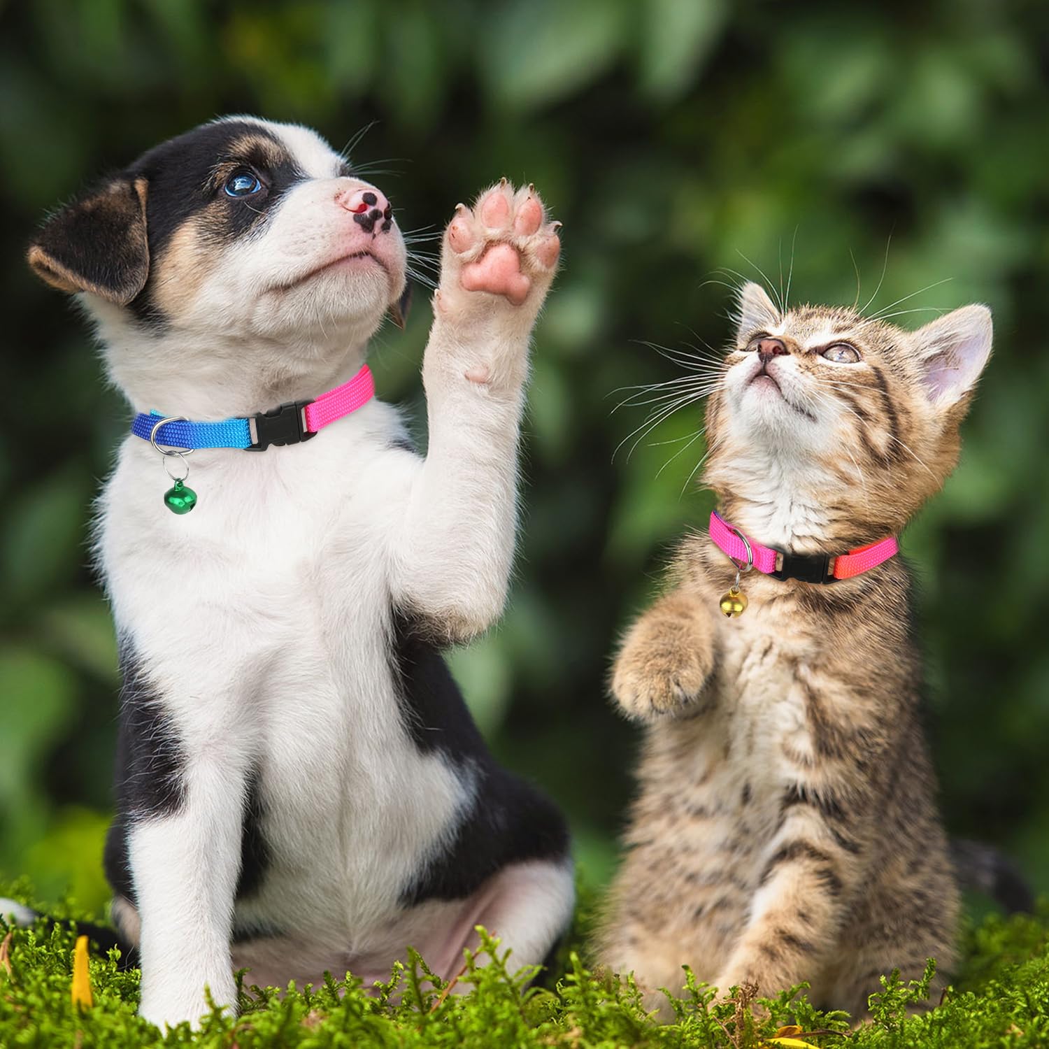Hypeety Cat Dog Collar Personalized Adjustable Colorful Rainbow with Bell 12 Pcs Cat Collars (12PCS/Pack)