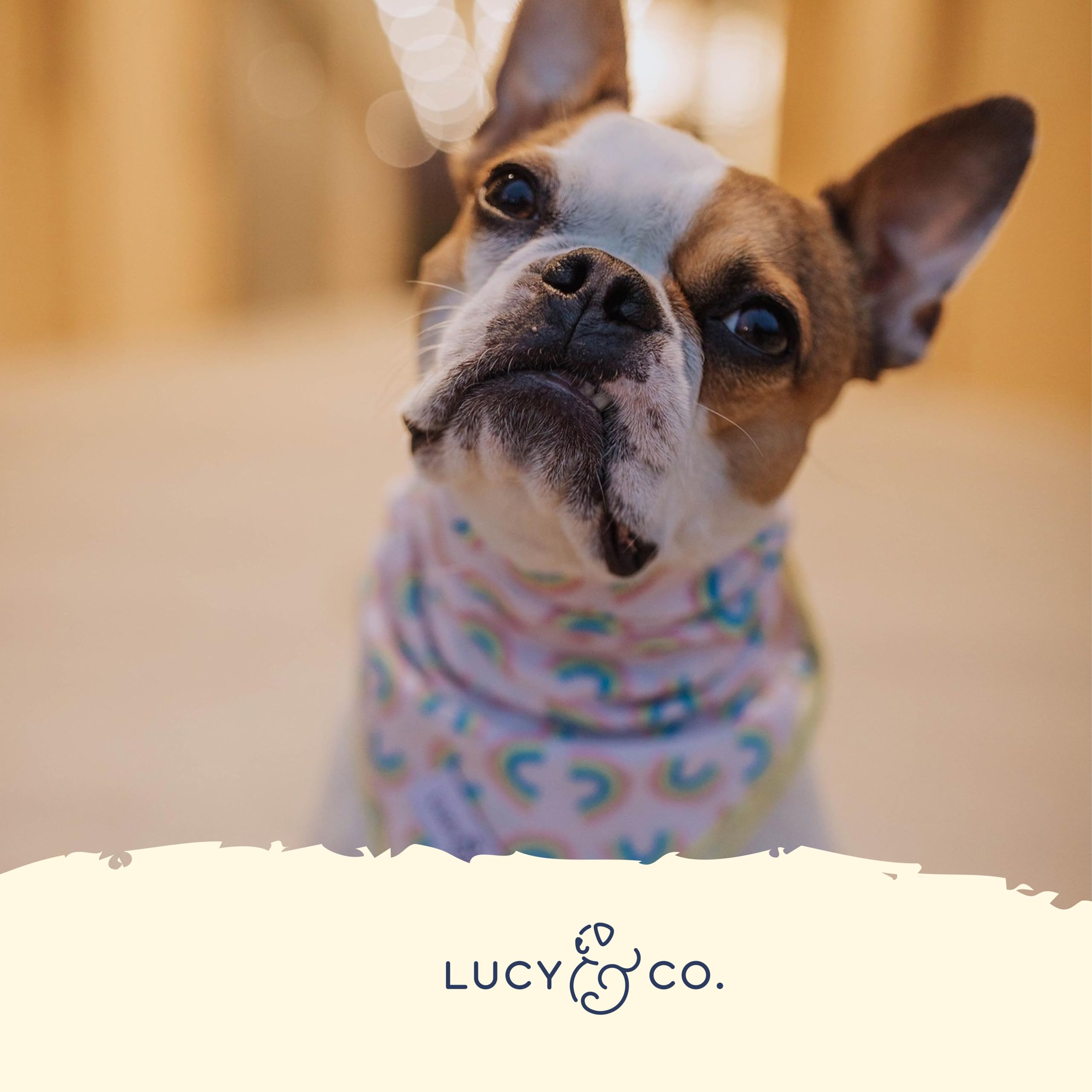Lucy & Co. Bandana - Designer Puppy Accessory - Machine Washable - Durable Comfortable Bandana For Dogs. Just Chill Bandana