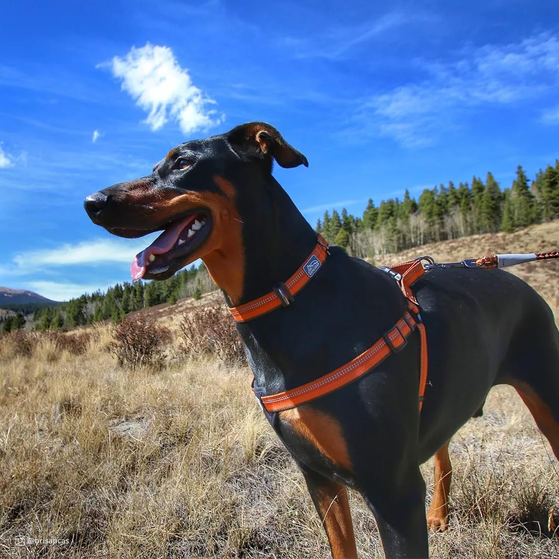 Coastal - K-9 Explorer - Reflective Adjustable Dog Collar, Rosebud, 1'' X 12''-18''