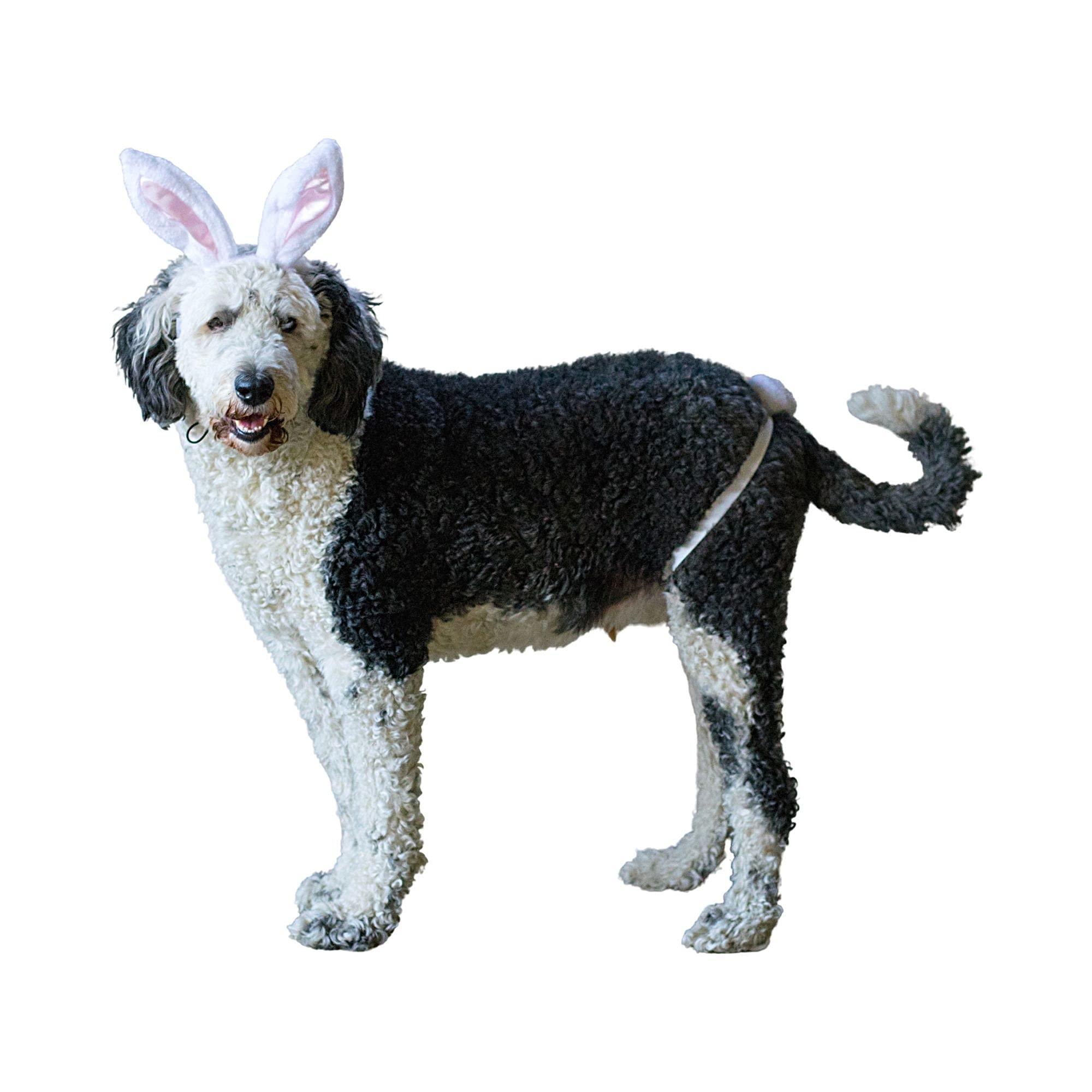 Midlee White Bunny Ears For Dogs With Tail (Large)