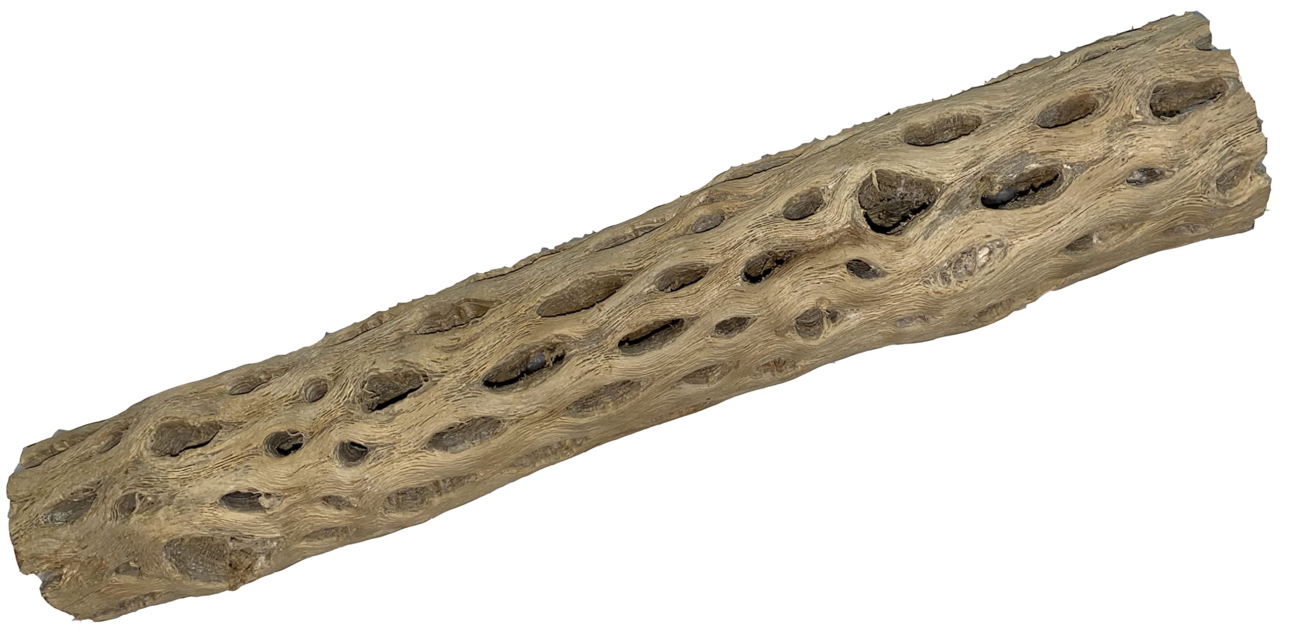 Awesome Aquatic 12 Inch 2-3    Thick Xl Teddy Bear/Chain Fruit/Buckhorn/Staghorn Cholla Wood Hollow Tube Wood Cactus Skeleton Tu