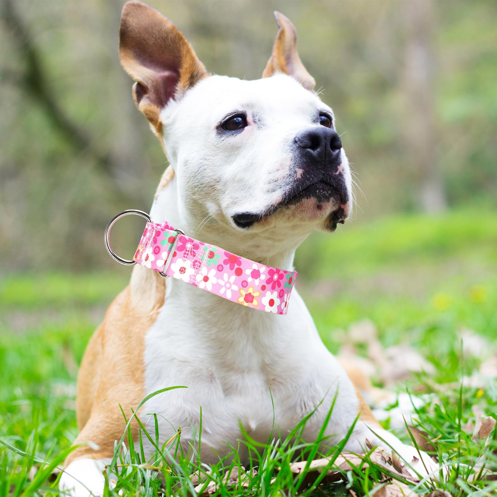 Maowuwujoz 1.5 Inch Wide Martingale Dog Collar - No Pull Choke Cinch Escape Proof Training For Large Dogs, Soft Nylon Durable Co
