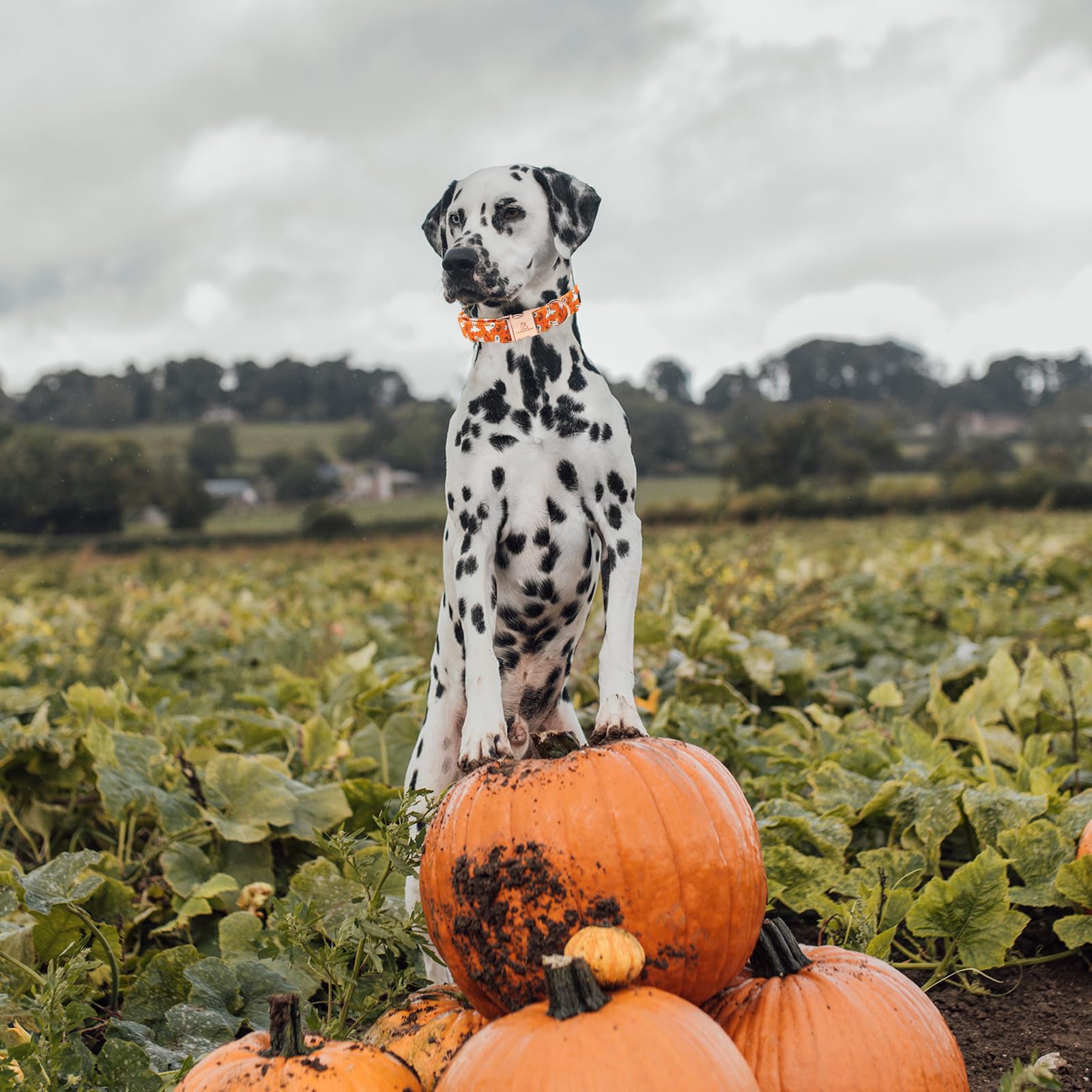 Lionheart Glory Halloween Dog Collars, Fall Dog Collar Heavy Duty Adjustable Dog Collar For Medium Collar Dog Female Or Male Dog Collar