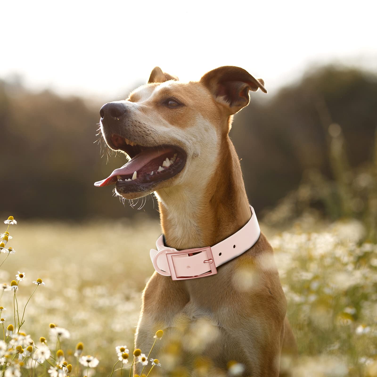 Wisedog Waterproof Dog Collar: Multiple Adjust 7'' to 23.6'', Soft Rubber Coated Webbing, Easy to Clean, for Small Medium Large