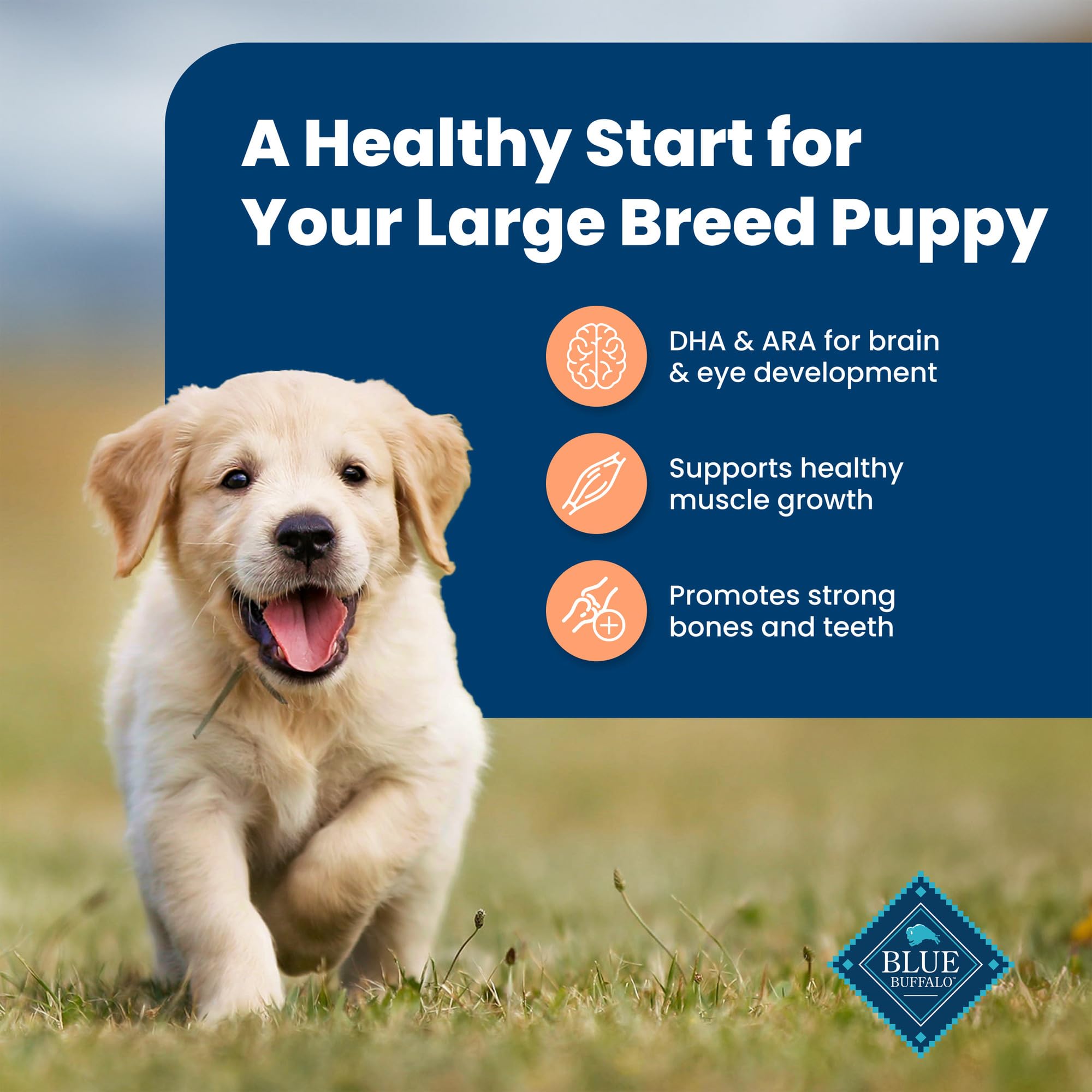 Blue Buffalo Life Protection Formula Large Breed Puppy Dry Dog Food with DHA, Vital Nutrients & Antioxidants, Made with Natural