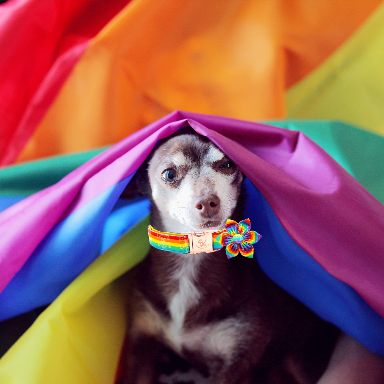 Elegant little tail Dog Collar, Rainbow Flag Dog Collar Flower LGBT Flower Dog Collars Holiday Pet Gift Adjustable Soft Puppy Co