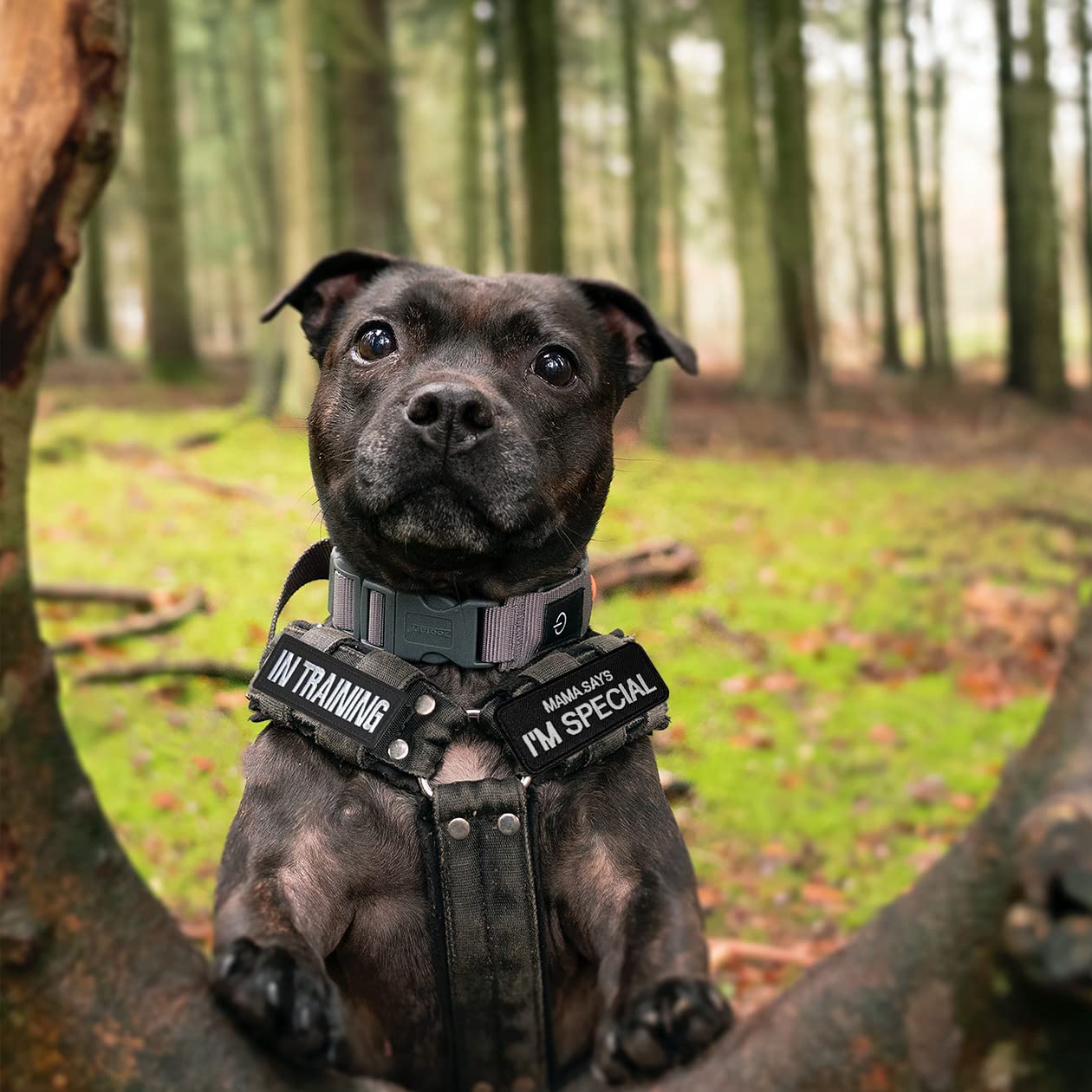 Zesion 15 Pcs Of Service Dog Patch, Removable Embroidered Hook And Loop Patch For Dog Vest Carrier, Vest Harness, Collar