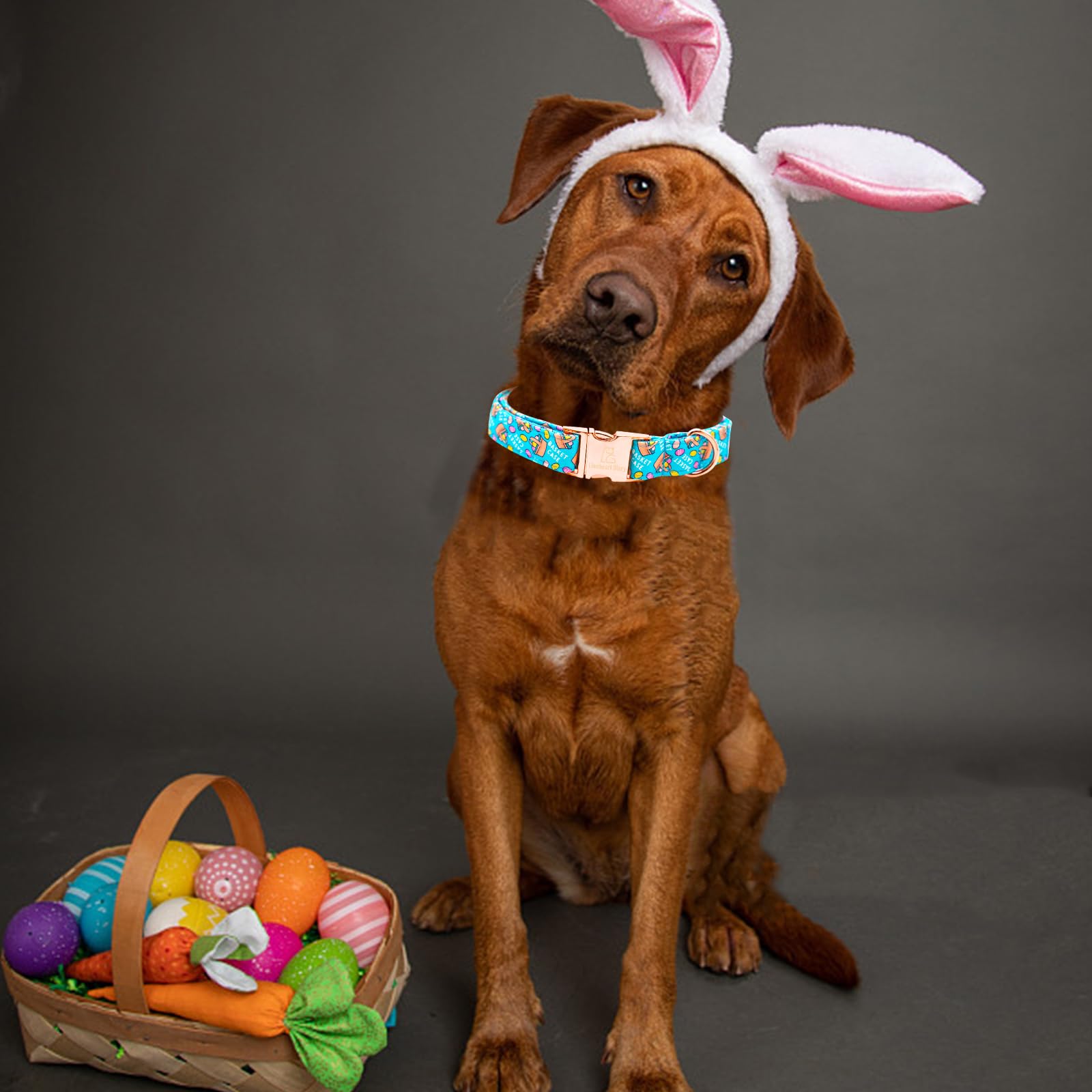 Lionheart Glory Easter Dog Collar Colorful Collar For Medium Dog Collars Easter Egg Print Dog Collars Spring Female Or Male Pet