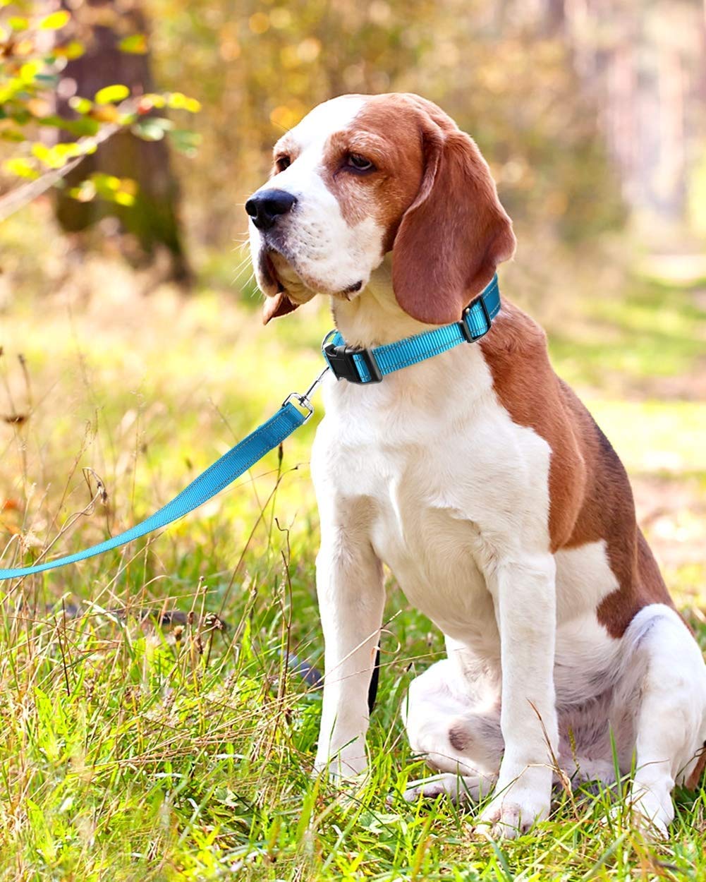 Reflective Dog Collar With Buckle Adjustable Safety Nylon Collars For Small Medium Large Dogs, Blue L
