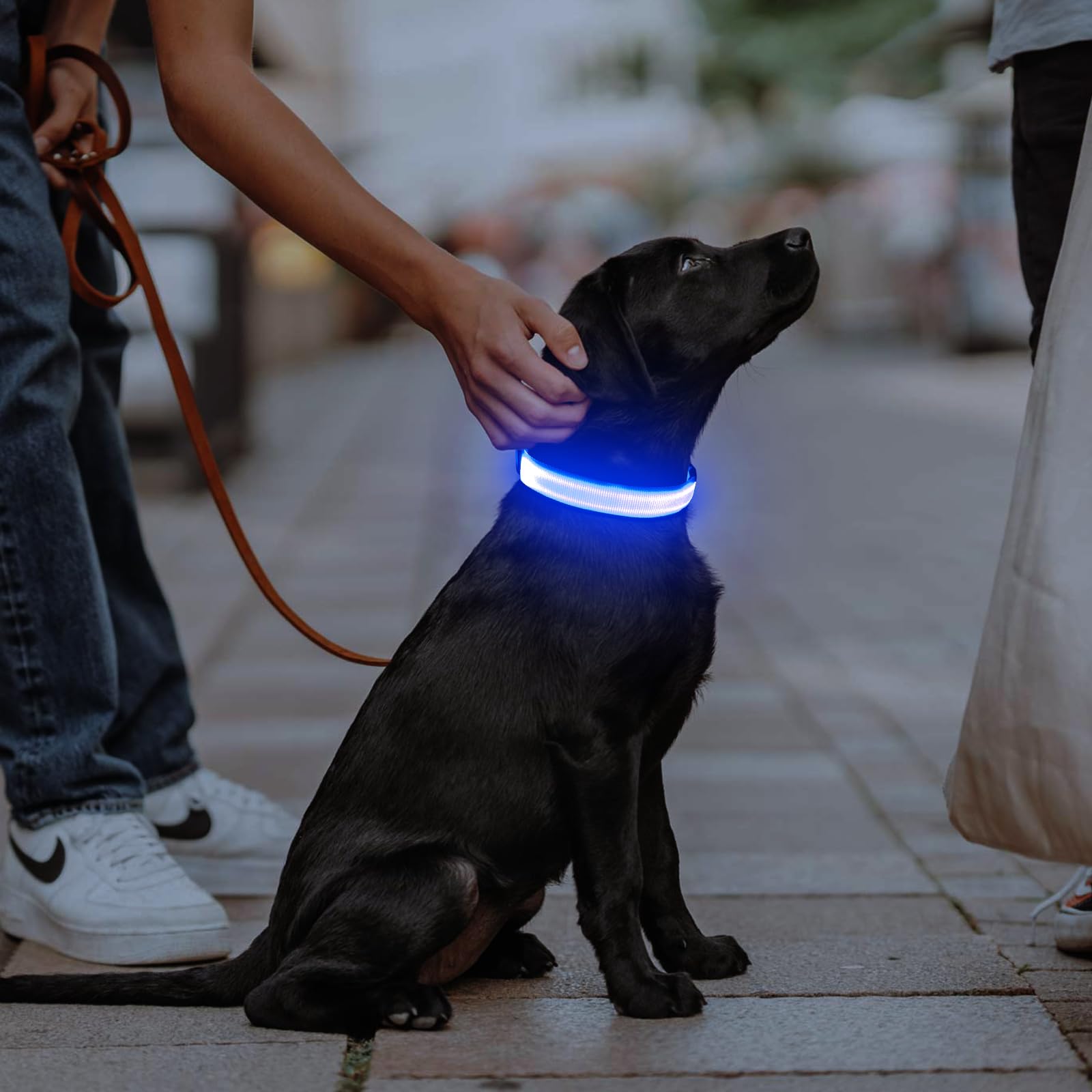 Illumifun Led Dog Collar, Usb Rechargeable Lighted Up Dog Collar, Adjustable Nylon Webbing Glowing Pet Safety Collar For Your Dogs (Blue, Medium)