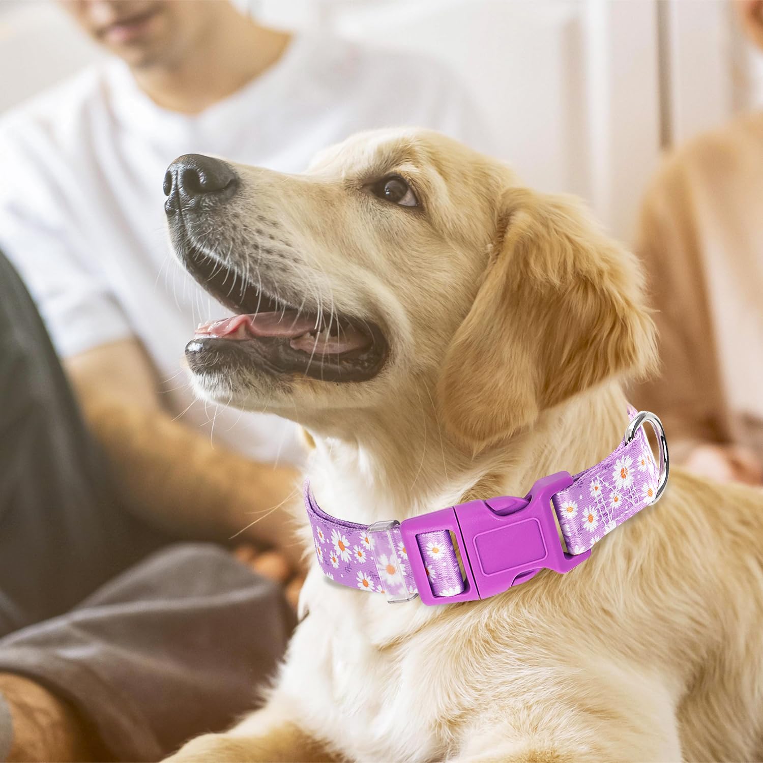 Purple Dog Collars For Medium Dogs, Cute Girl Dog Collar With Daisy Flowers Pattern, Adjustable Heavy Duty Pet Collar With Safet