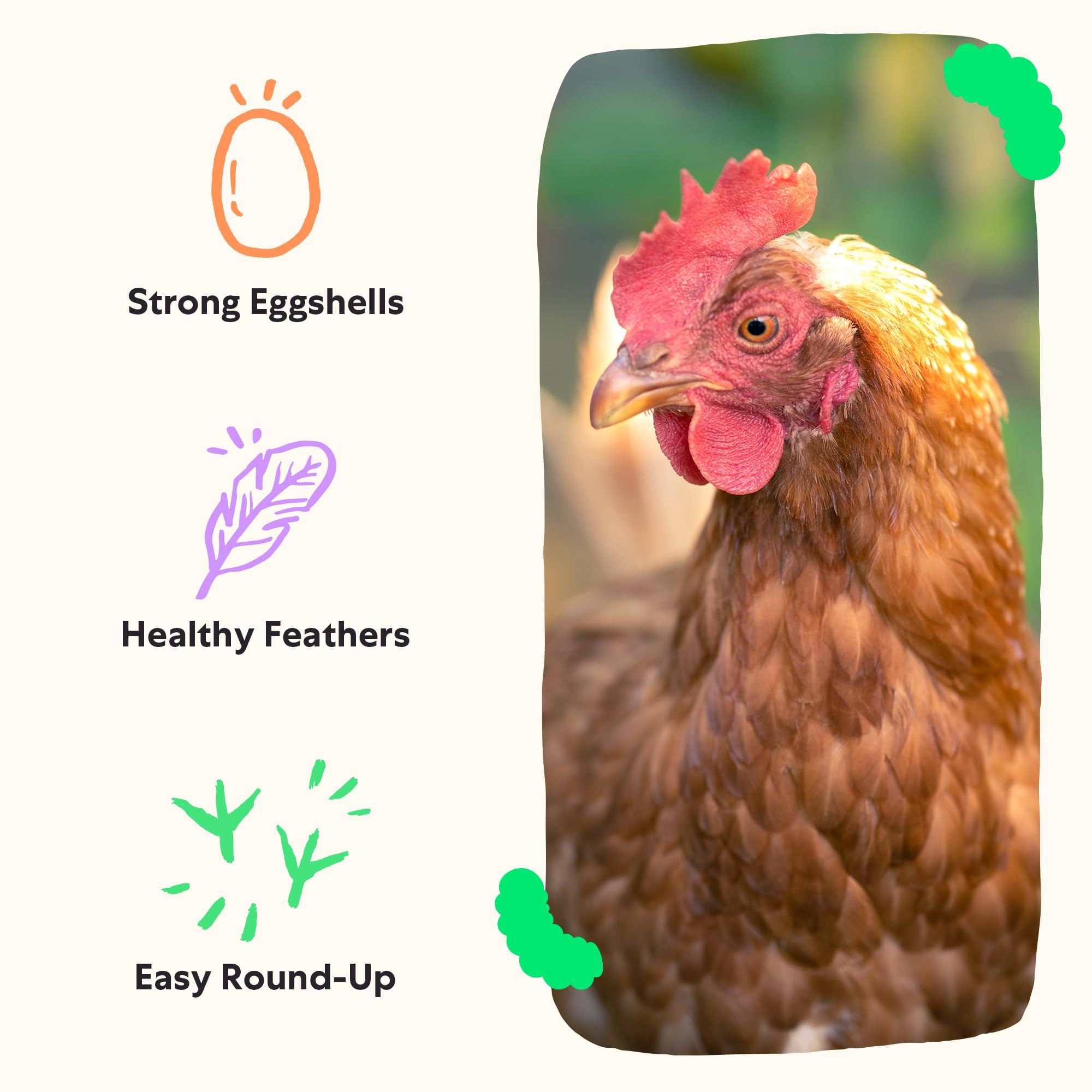 Grubblies - Black Soldier Fly Larvae for Chickens - Chicken Treats Grown in The US and Canada - for Strong Eggshells and Healthy