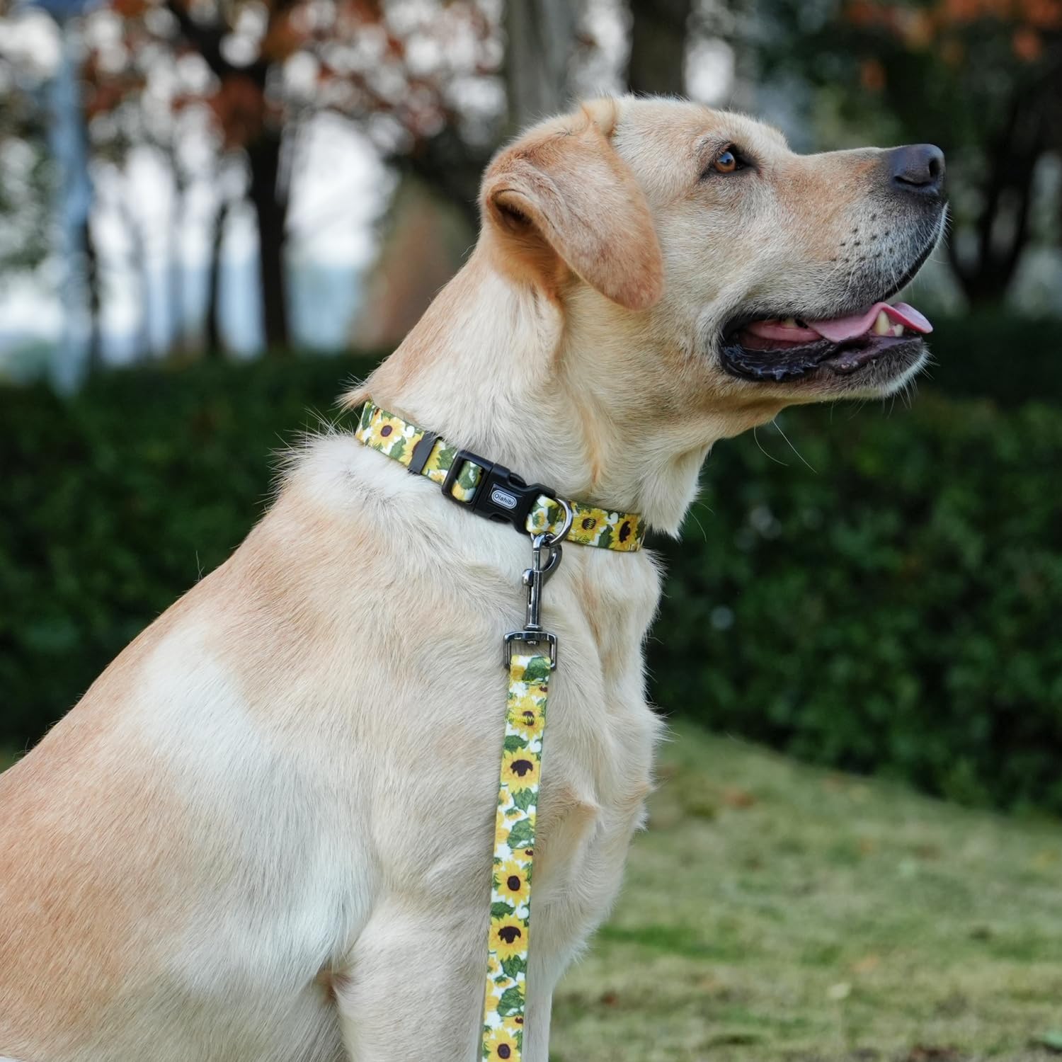 Olahibi Dog Collar Leash Set, Floral Pattern, 5Ft Matching Leash, Polyester Material, 4 For Small Medium Large Dogs.(M, Sunflowe