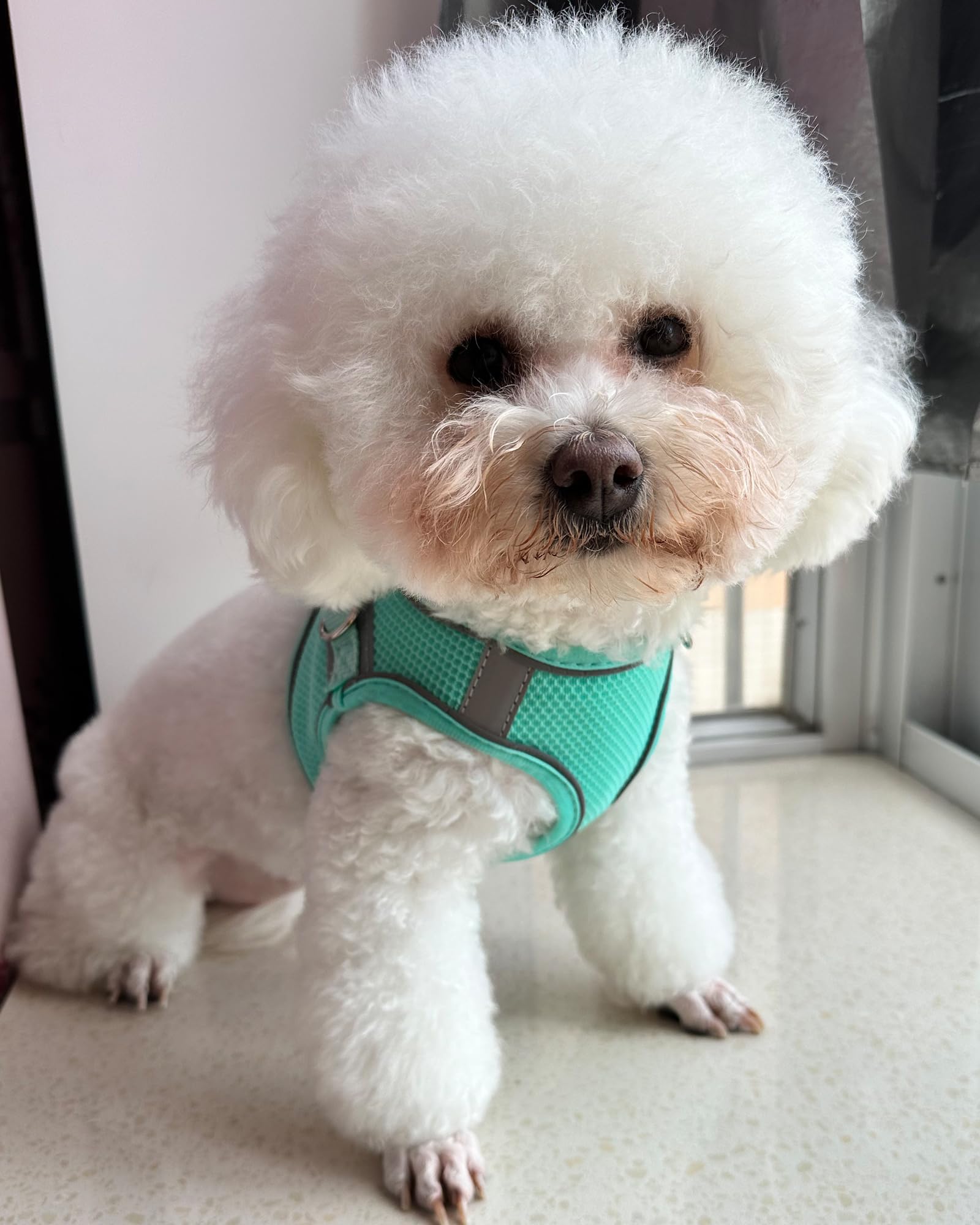 Solmoony Dog Harness (Medium, Green) - Jacquard Mesh, Easy Step-In Design, Reflective Strip, No Pull For Small Medium Dogs