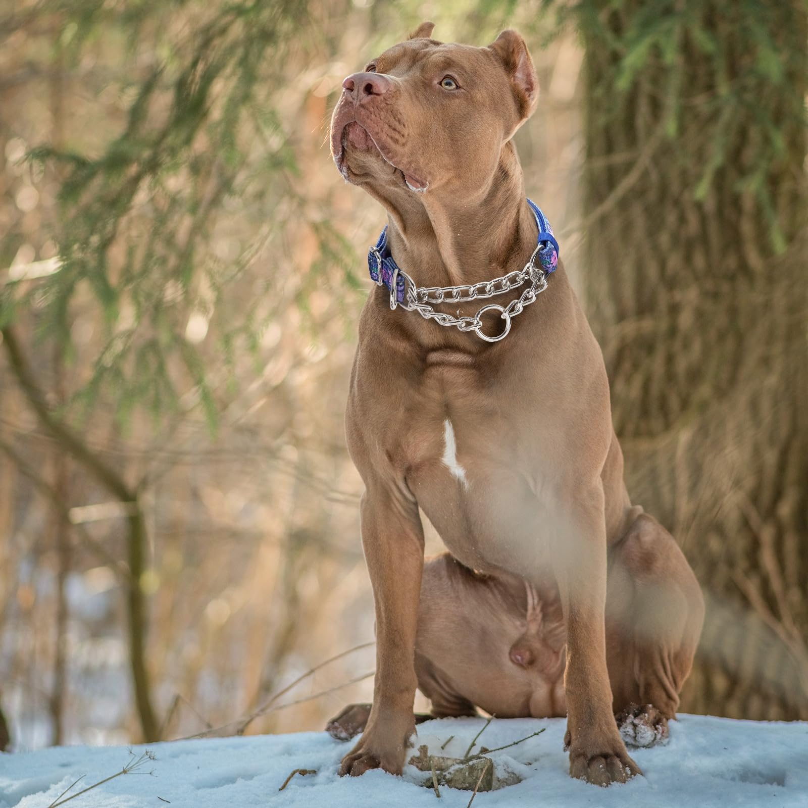 Martingale Dog Collar With Steel Chain, Reflective Choke Collar With Soft Padded- Adjustable No Pull With Bohemia Flower For Tra