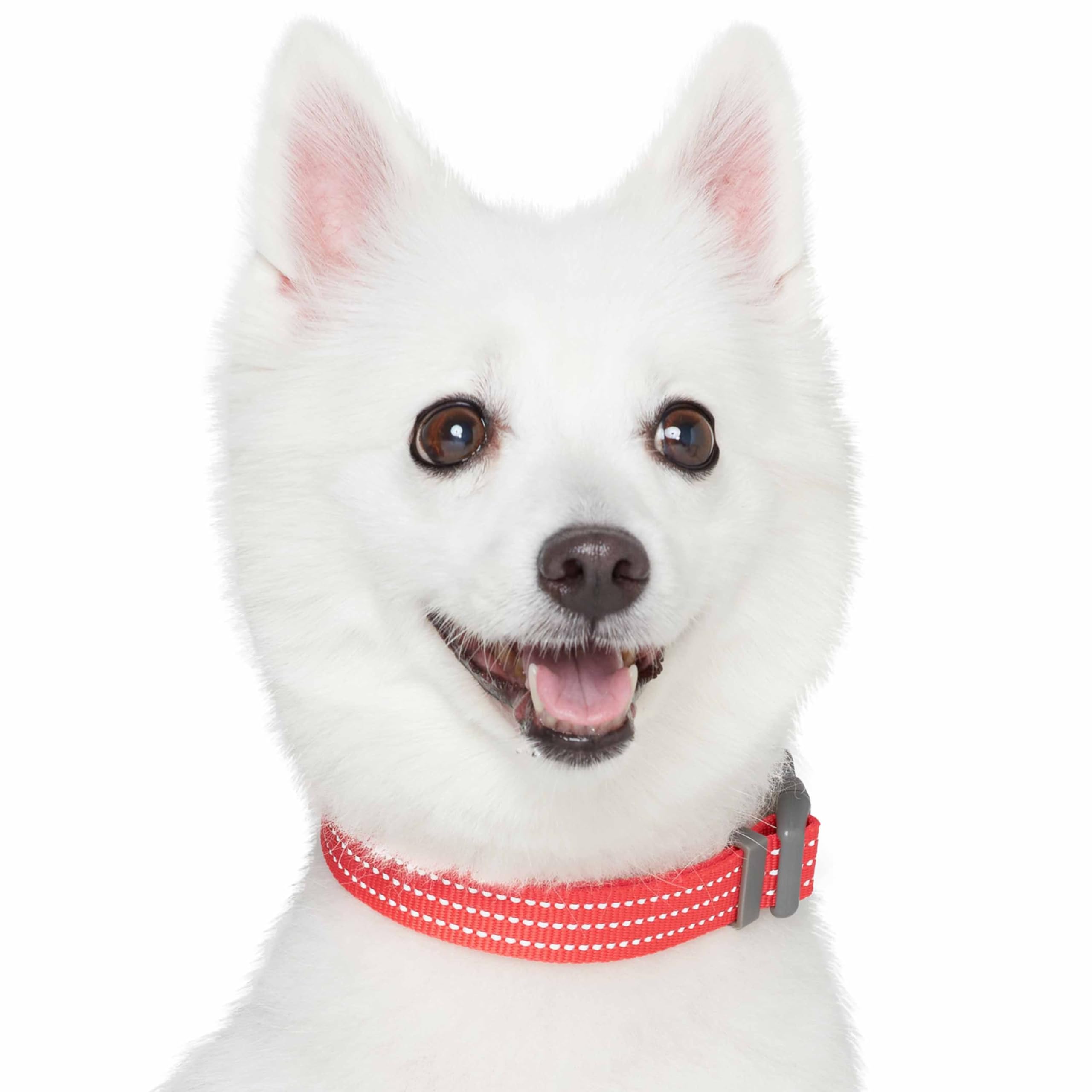Blueberry Pet Essentials Matching Medium Dog Collar | Adjustable Classic Solid Color Nylon Dog Collars for Medium Dogs | Reflect