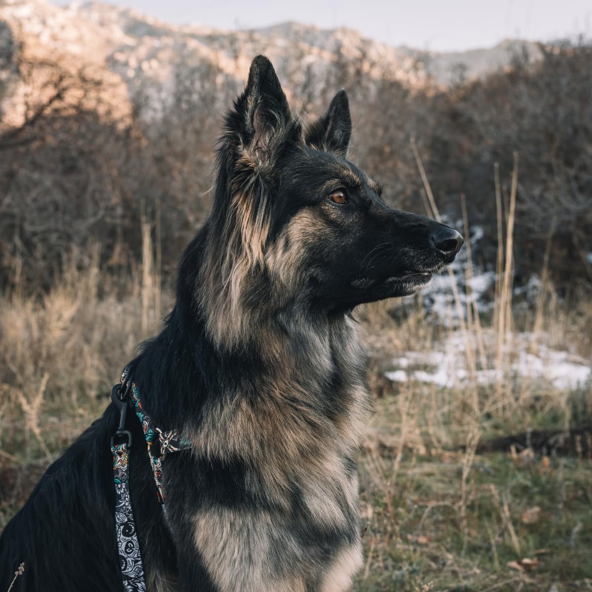 Wolfgang Heavy Duty Adjustable Dog Harness, Pull-Tested To Over 800 Lbs For Walking & Training, Losmuertos Print, Large