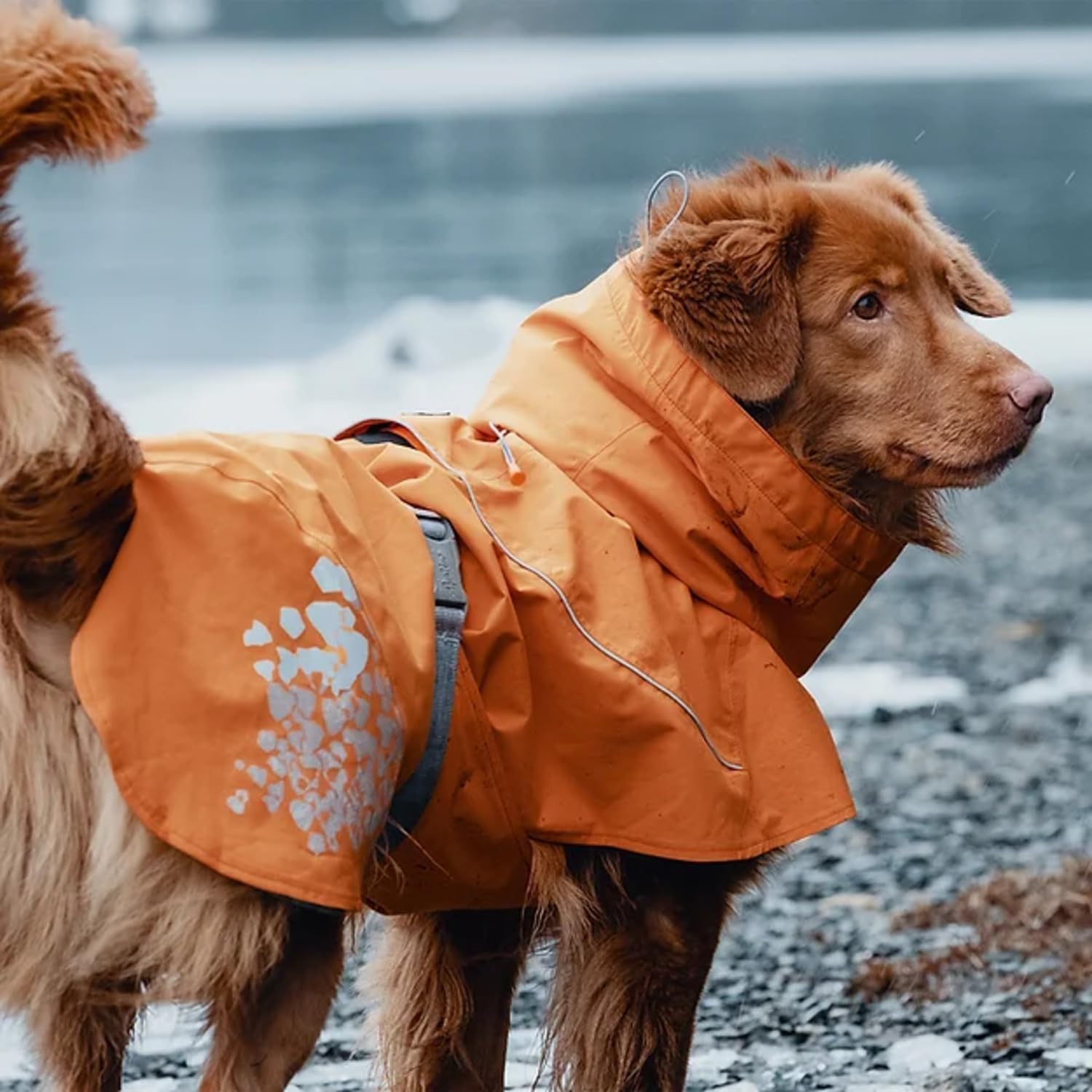 Hurtta Monsoon Coat, Dog Raincoat, Buckthorn, 32 In