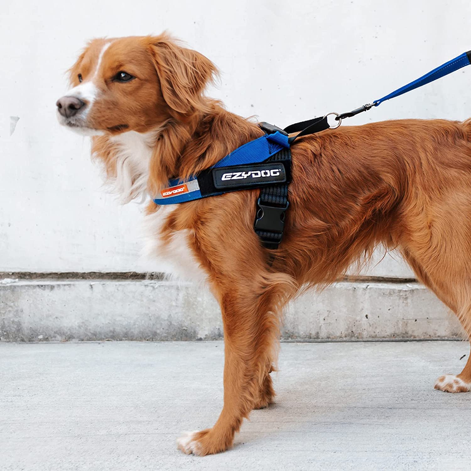 Ezydog Express Dog Harness | Dog Harness For Small, Medium And Large Dogs, Angled Ergonomic Design, Moulded Grip Handle, Easy Release Side Buckle (S, Black)