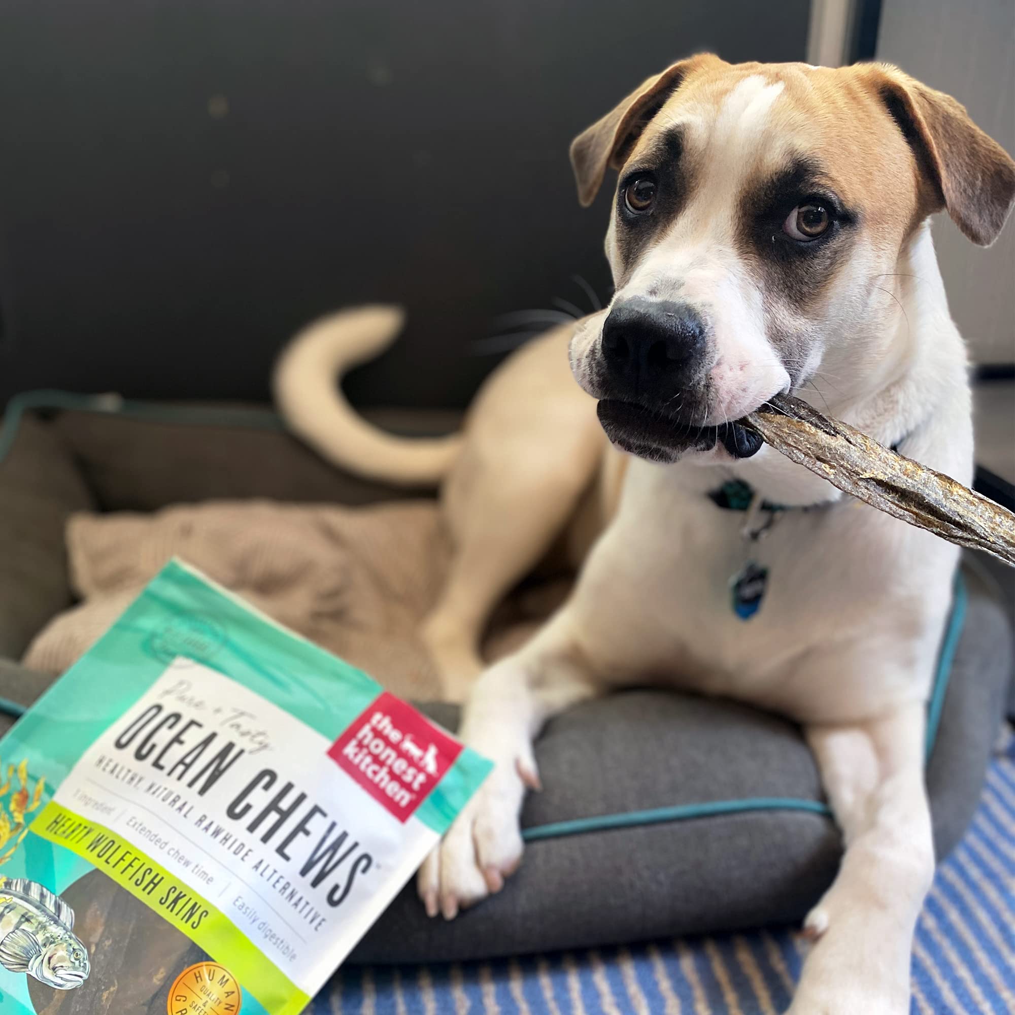 The Honest Kitchen Ocean Chews Crispy Cod Fish Skins Dog Treats, 2.75 oz (Beams)