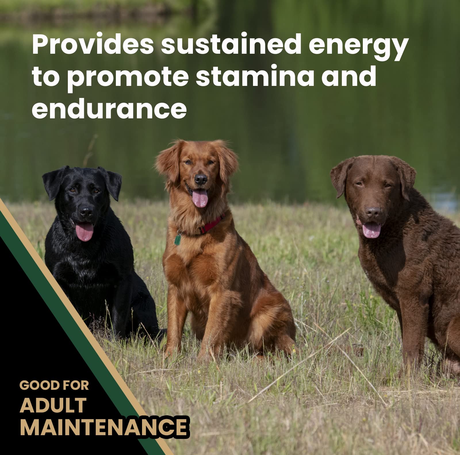 Victor Super Premium Dog Food - Performance Dry Dog Food - 26% Protein for Active Adult Dogs - Includes Glucosamine and Chondroi