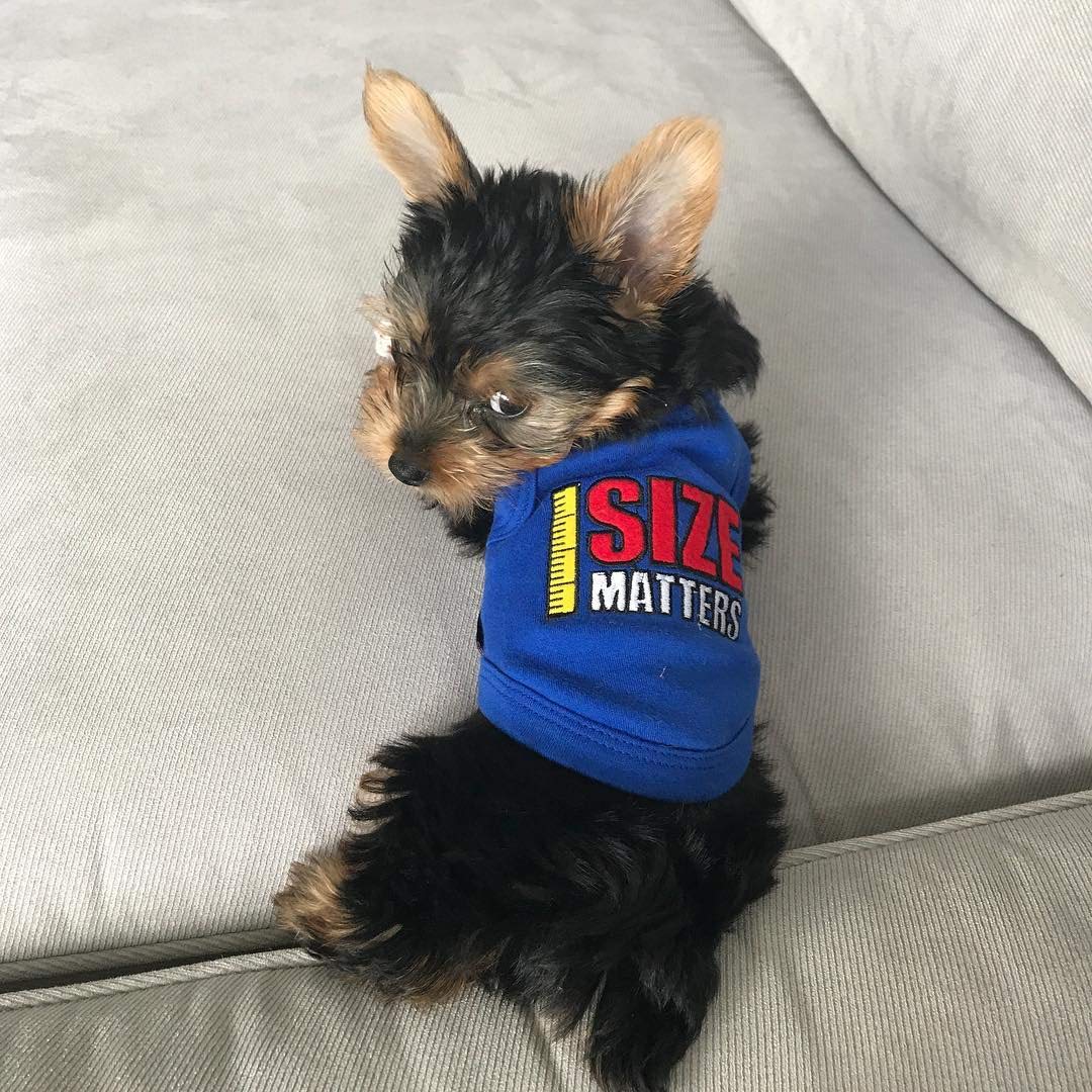 Parisian Pet Dog Tshirt - Embroidered “ Size Matters “ Dog Shirt - Pure Cotton And Lightweight Dog Clothes - Sleeveless Dog Tee Shirts - Machine Washable Dog Shirt For Large Dogs - L