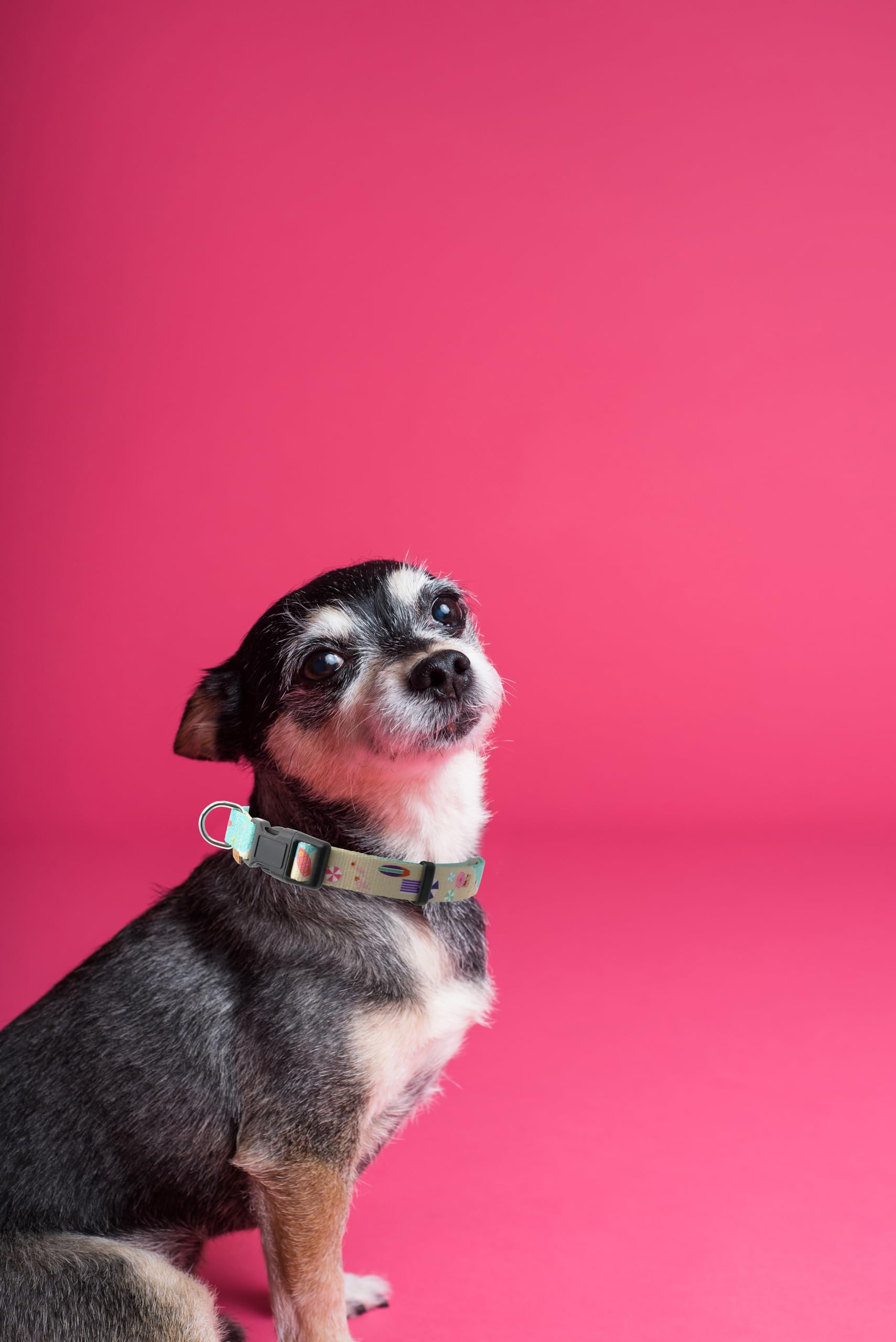 Aiminto Dog Collar, Cute Holiday In Beach Pattern, Soft And Adjustable Collar With Quick Release Buckle (Xs (Neck 9-13'', Width