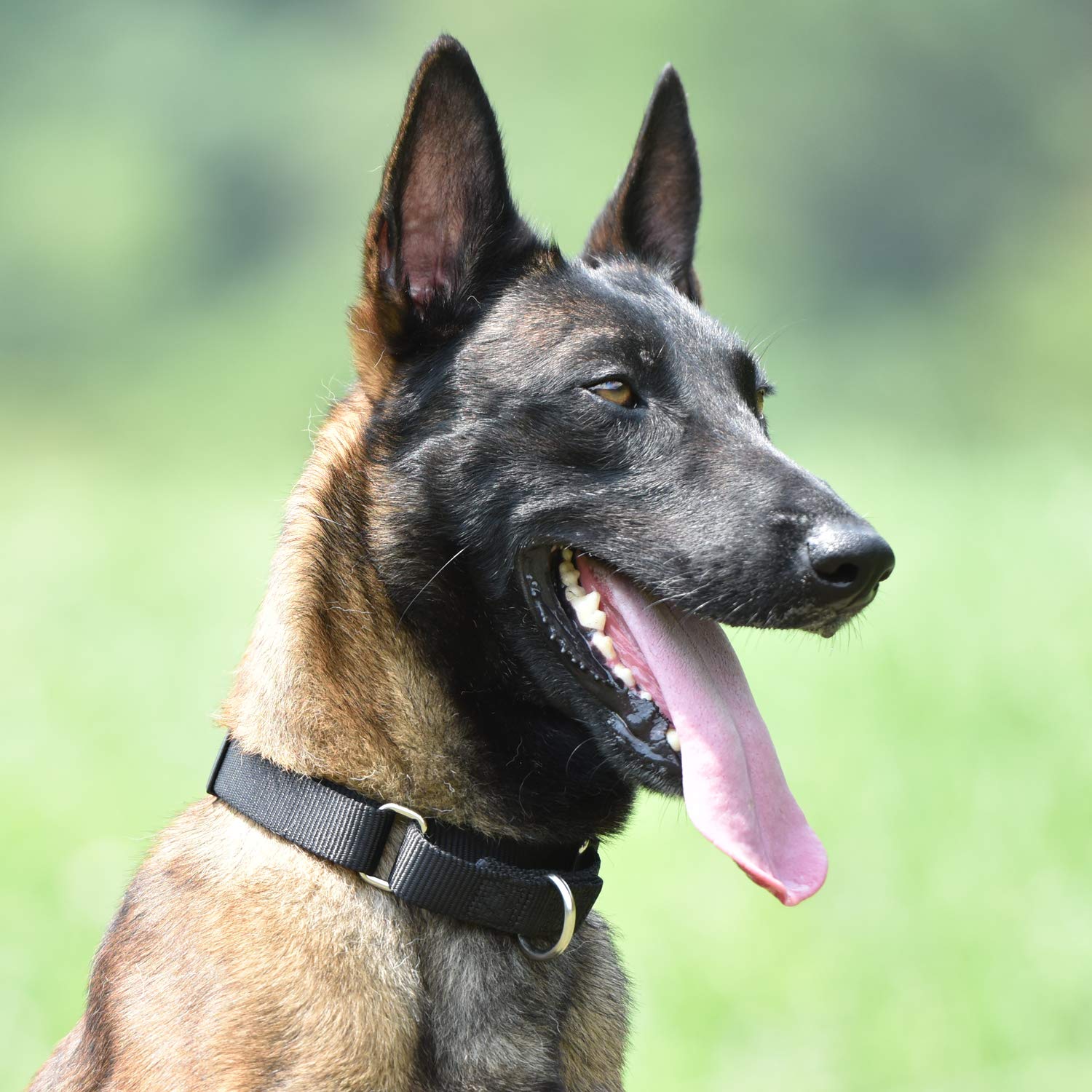 Premium Heavy Duty Nylon Anti-Escape Martingale Small Boy And Girl Dog Collar Safe And Comfort - Walking Training Daily Use(Small,Black)