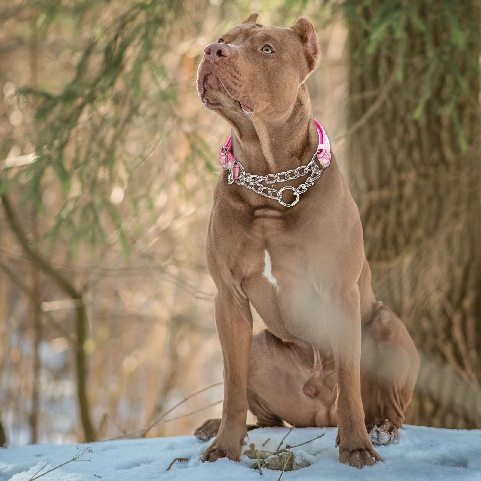 Martingale Collar For Dogs With Pink Daisy,Reflective Nylon Adjustable No Pull Dog Training Chain Collar Training, Walking, Hunt