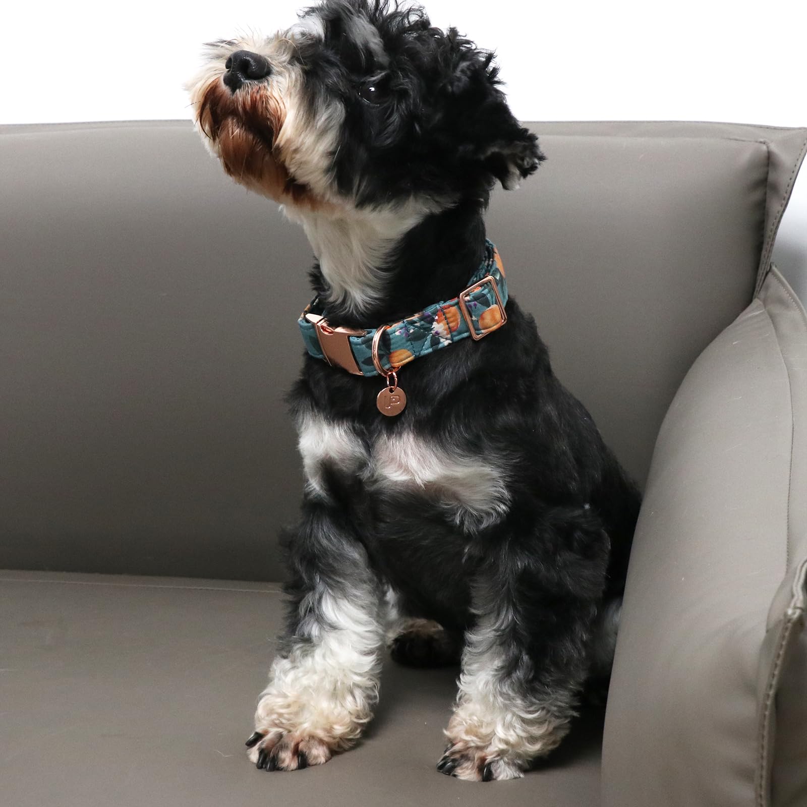 Up Urara Pup Peach Summer Cotton Dog Collar With Metal Buckle Gift Collar For Small Medium Large Girls Or Boys Dogs Cute Durable