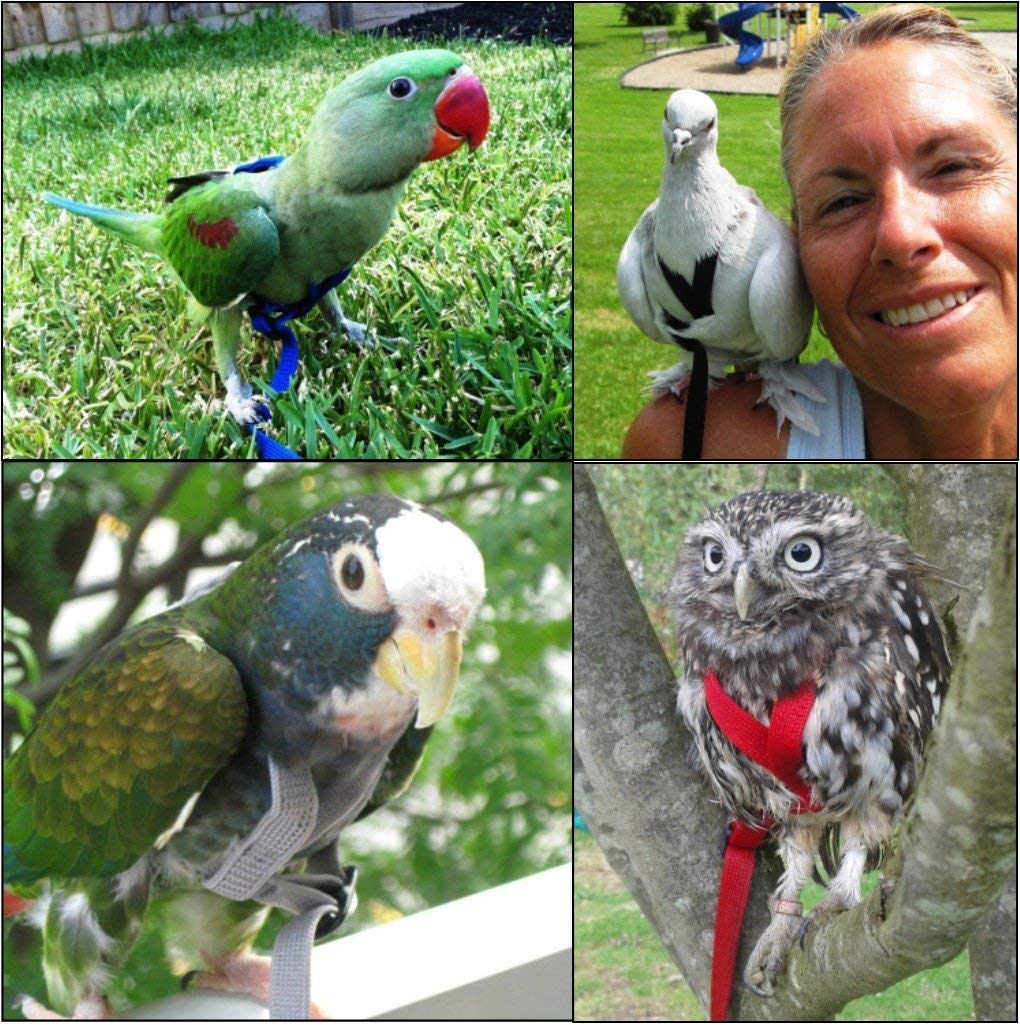 The AVIATOR Pet Bird Harness and Leash: Small Blue