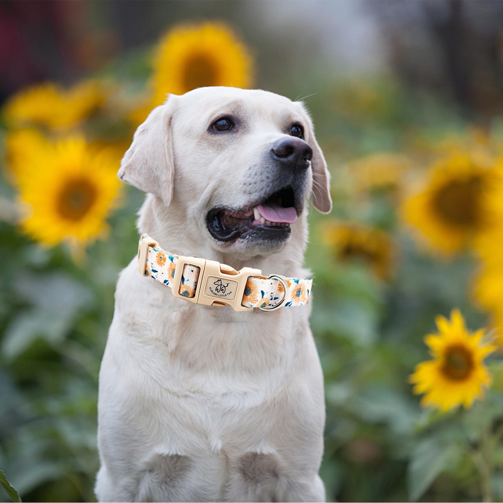 Elegant Little Tail Dog Collar With Leash, Sunflower Print Pet Collar Leash Adjustable Collar For Small Medium Large Dogs Soft P