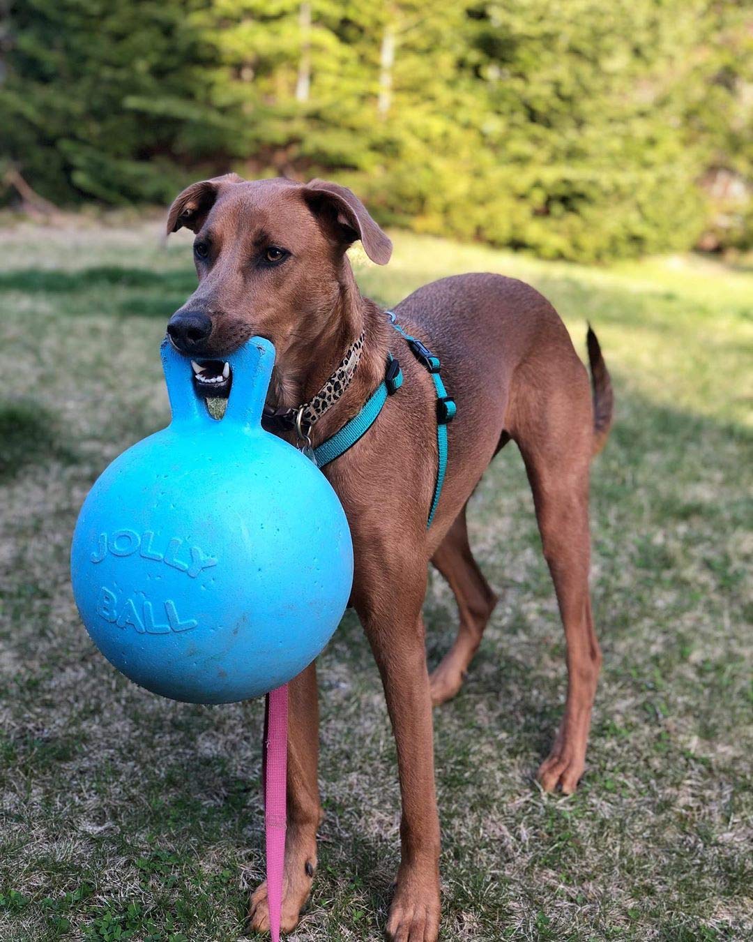 Jolly Pets Tug-N-Toss Heavy Duty Dog Toy Ball With Handle, 10 Inches/X-Large, Blueberry For All Breed Sizes