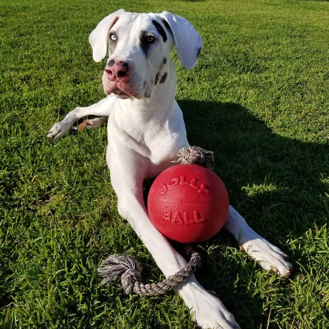 Jolly Pets Romp-N-Roll Rope And Ball Dog Toy, 8 Inches/Large, Red (608 Rd)