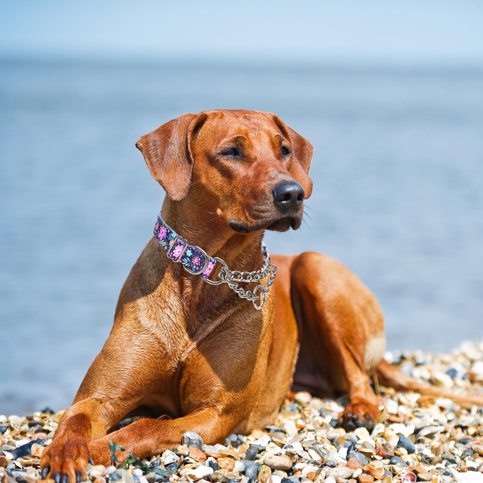 Martingale Collar For Dogs With Nylon & Steel Chain Limited Cinch Design, Bohemia Floral No Choke Dog Collar, Adjustable No Pull