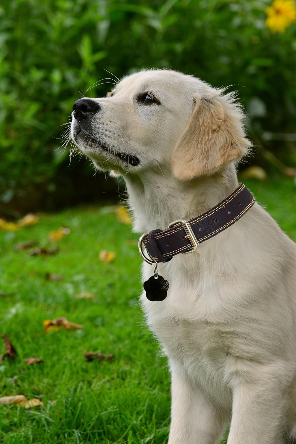 Lwbmg Leather Dog Collar,Heavy Duty Dog Collar,Leather Collar For Dogs,Soft And Strong Leather Adjustable Dog Collar For Small M