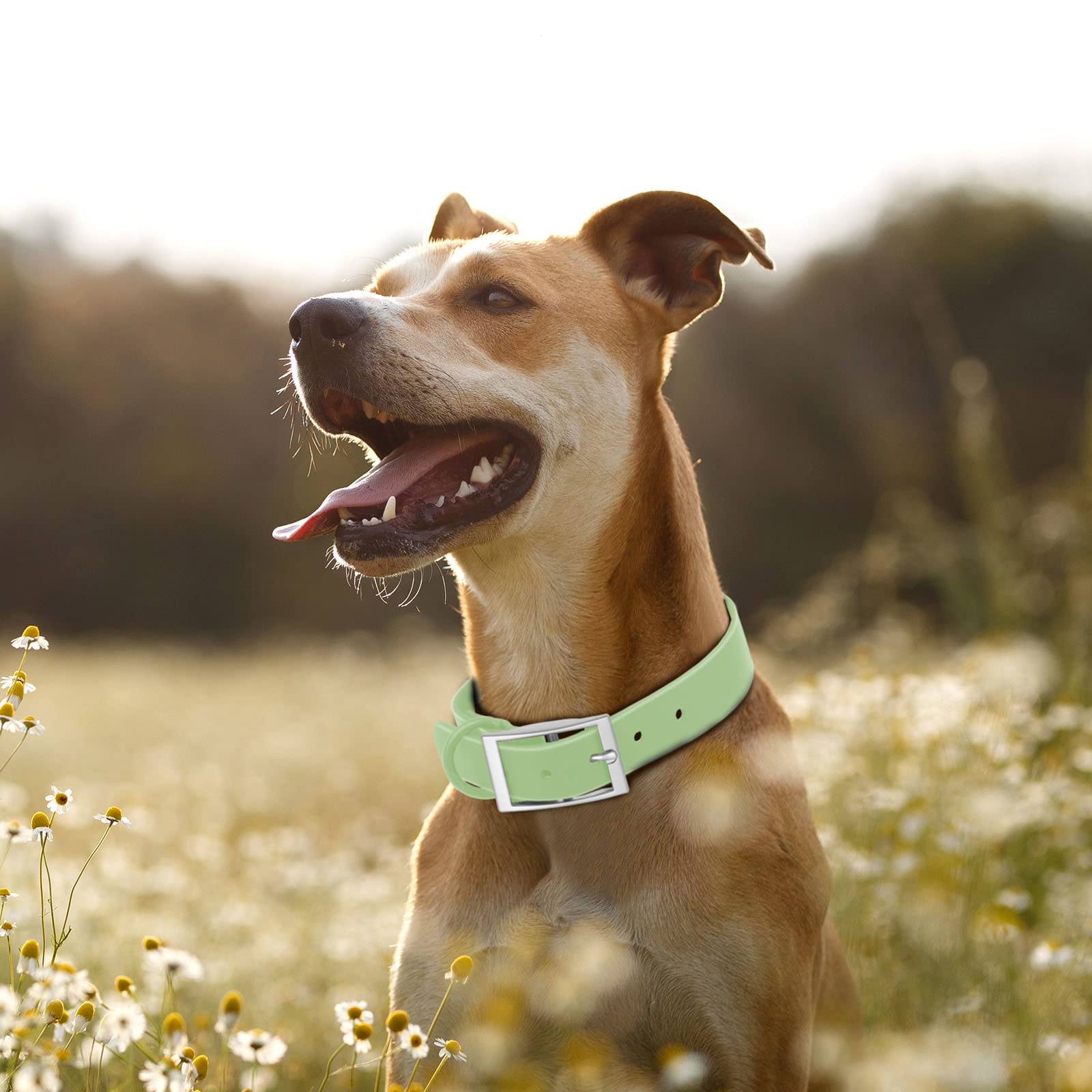 Wisedog Waterproof Dog Collar: Multiple Adjust 8.5” To 32.6”, Soft Rubber Coated Webbing, Easy To Clean, For Small Medium Large Dogs (Xl(Length:18'-23.6'; Width:1'), Mint Green)