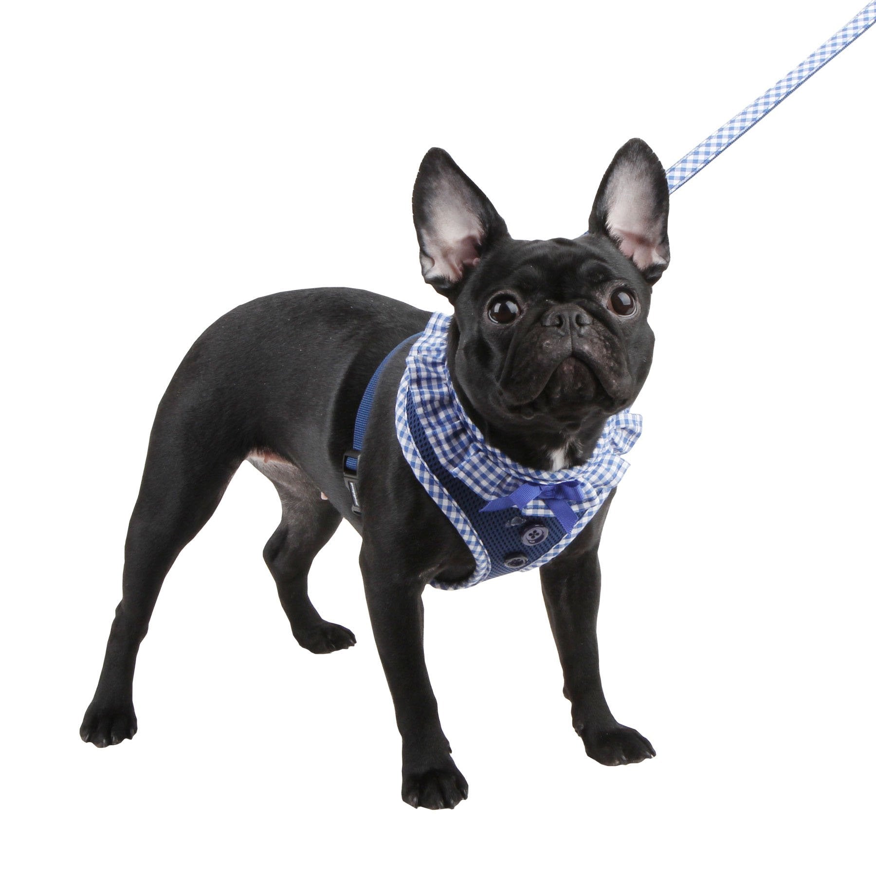Authentic Puppia Vivien Harness, Royal, Small