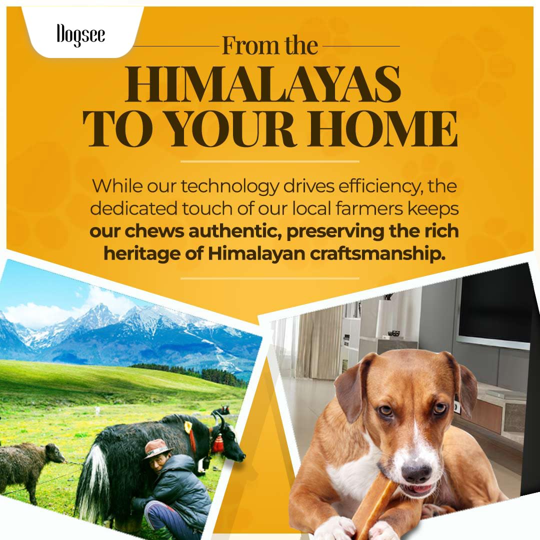 Dogsee Himalayan Yak Cheese Dog Chews with Turmeric/Curcumin (Medium - 6Chew) | Long Lasting | Anti-inflammatory | Fights Plaque