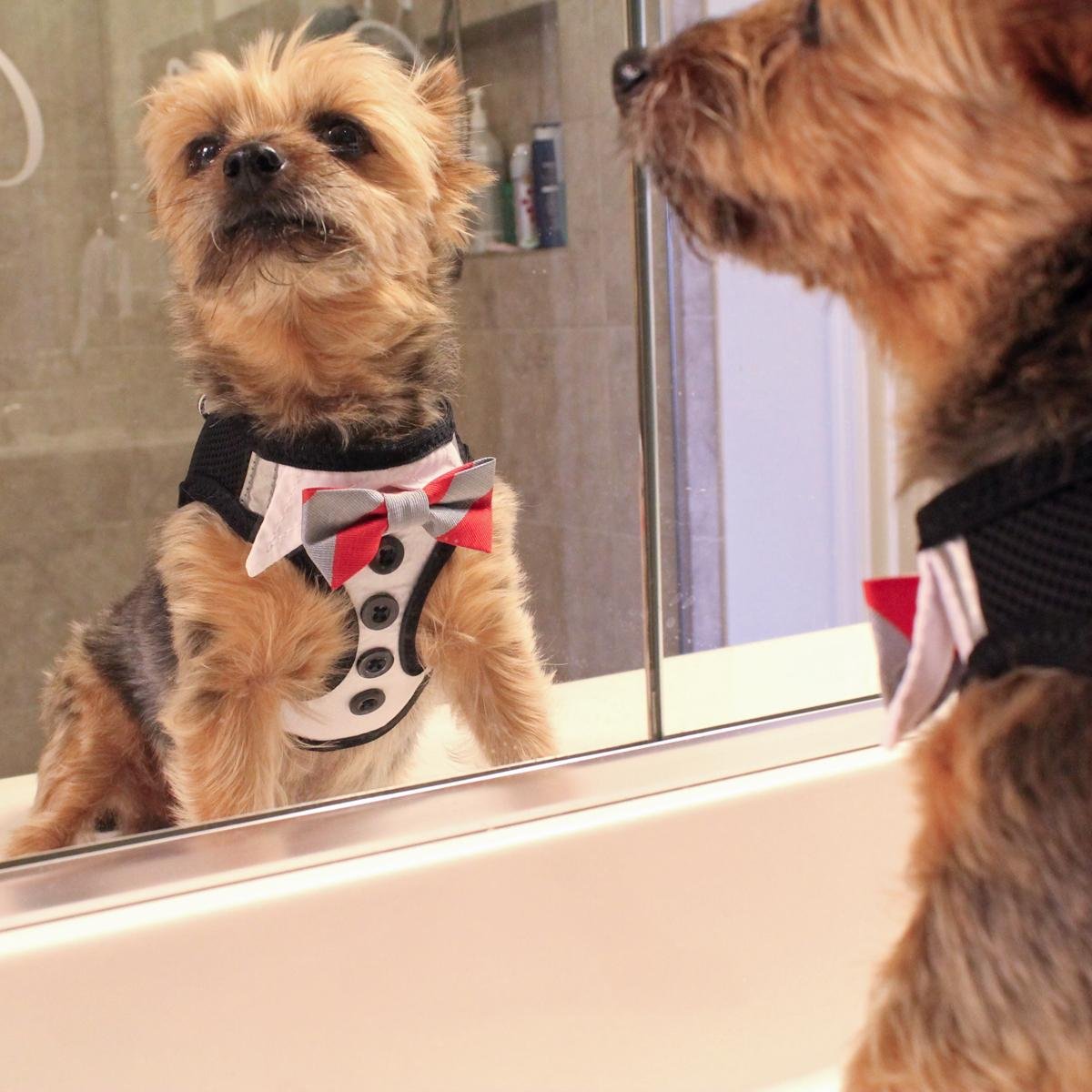 DOGGIE DESIGN American River Ultra Choke Free Dog Harness - Tuxedo with 4 Interchangeable Bows