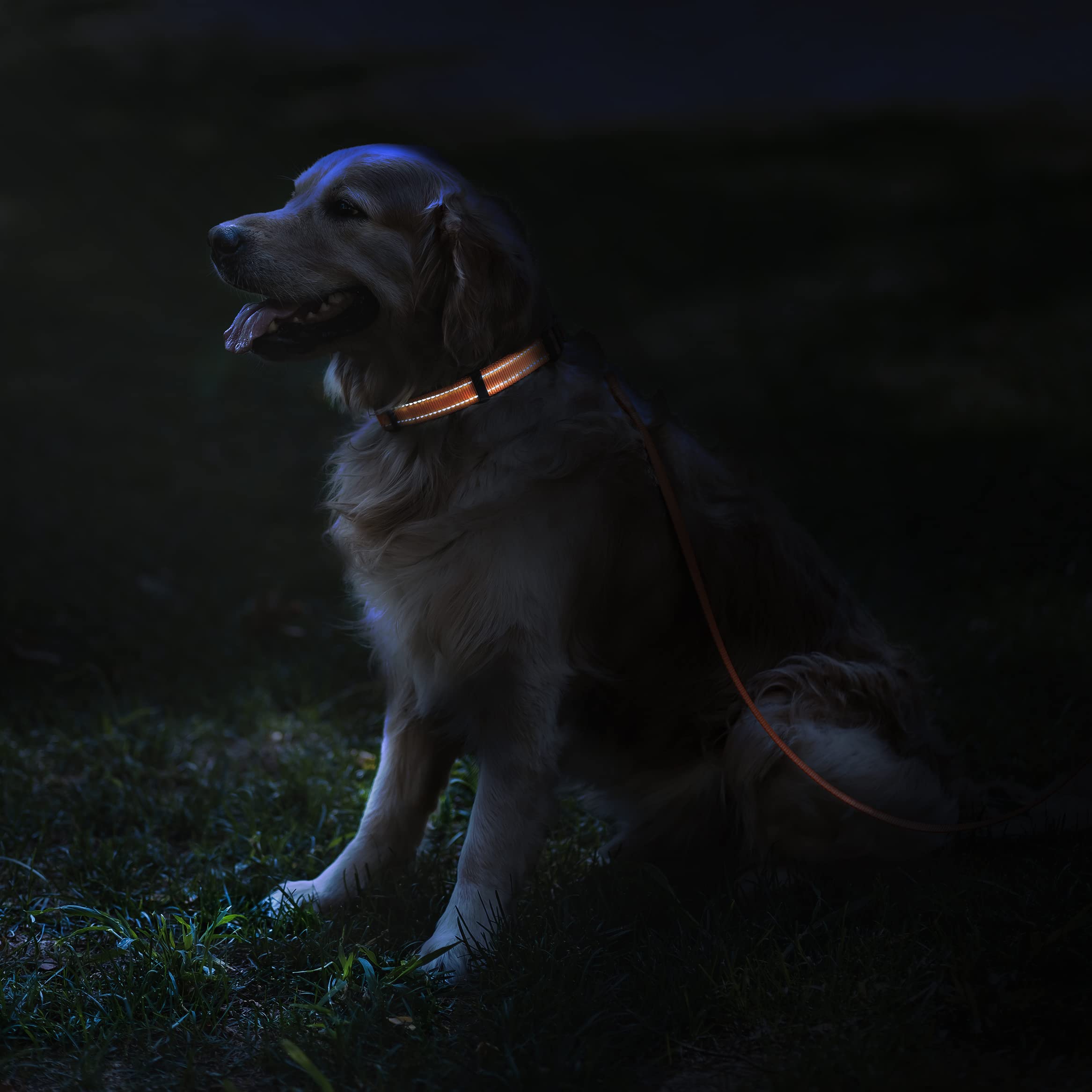 Collardirect Reflective Dog Collar For A Small, Medium, Large Dog Or Puppy With A Quick Release Buckle - Boy And Girl - Nylon Suitable For Swimming (14-18 Inch, Coral)