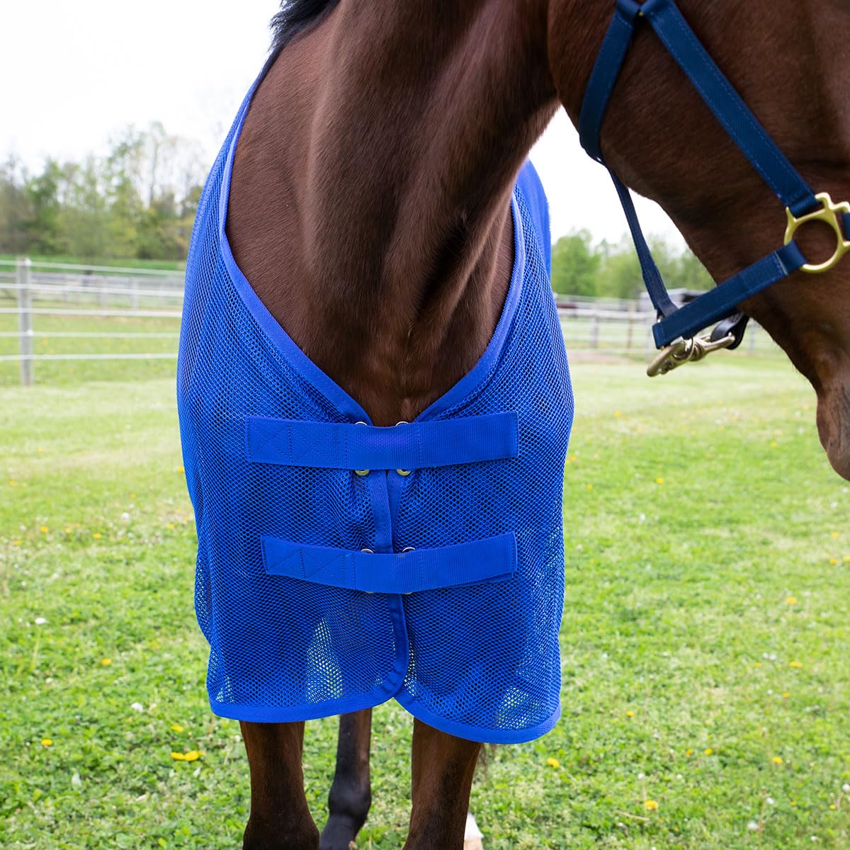 Country Pride Fitted Scrim Fly Sheet (Blue, X-Large 82-84)