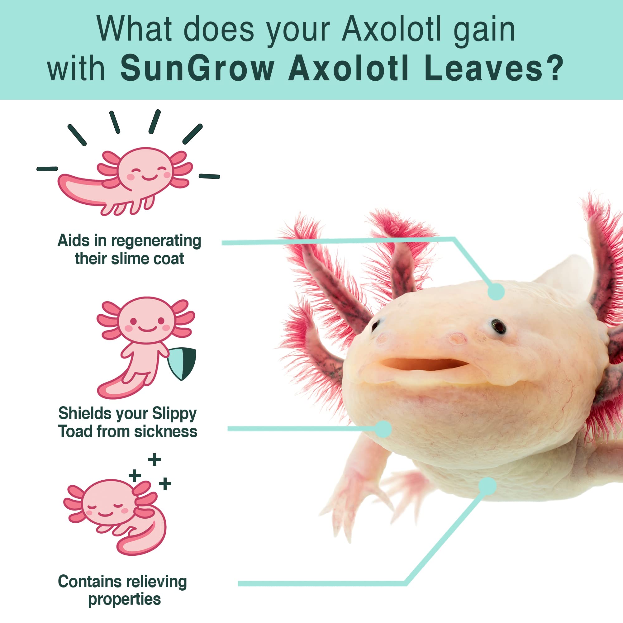 SunGrow 10 Pack Axolotl Indian Almond Leaves for Aquarium, 8-Inches, Catappa Leaf Soothes Pets Slime Skin, Aquarium Water Condit