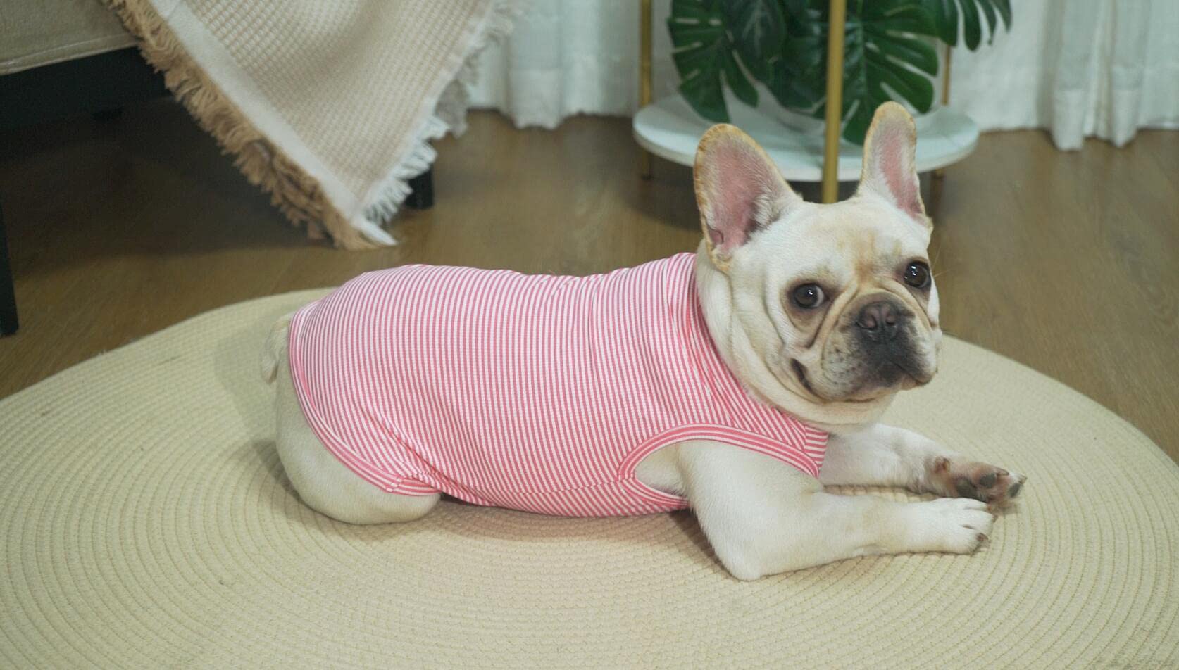 Sychien Dog Shirt,Combed Cotton T-Shirts,Soft Cool Boy Girl Tee For Medium Dogs French Bulldog,Pink Rose Striped M