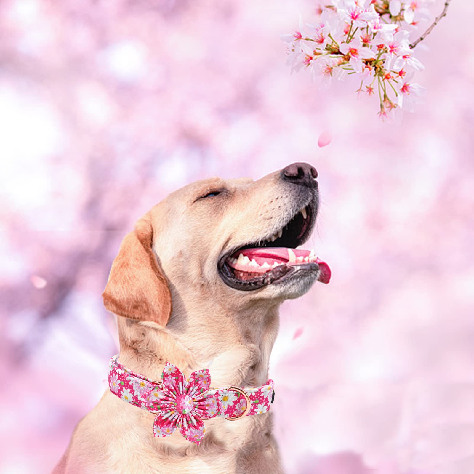 Elegant Little Tail Girl Dog Collar with Flowers - Pink Floral Pattern, Adjustable for X-Large Dogs